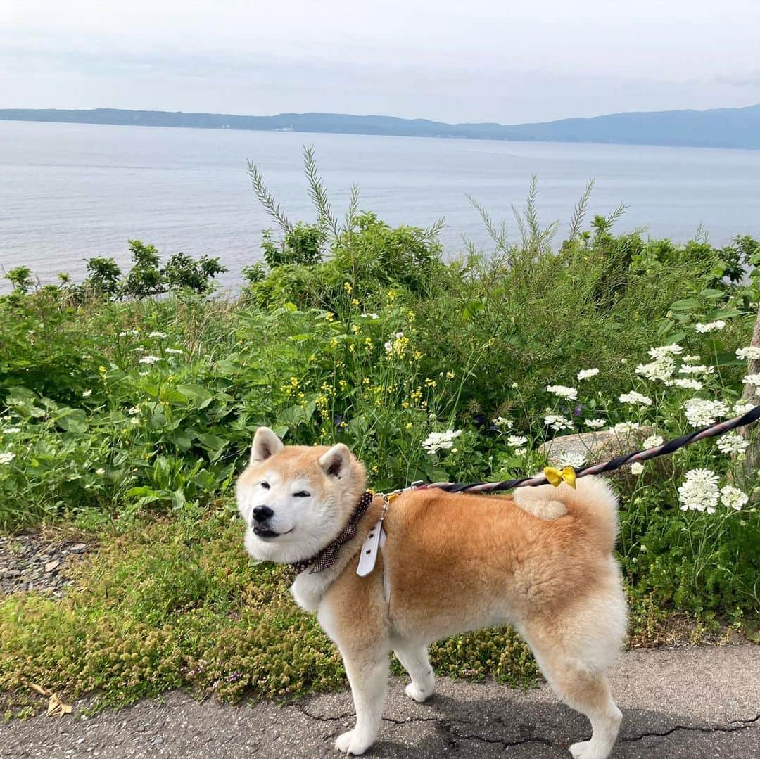 てんパパさんのインスタグラム写真 - (てんパパInstagram)「海を見ながらのランチ #しまふうみ #大須鼻の活断層 #佐渡島上陸旅」6月7日 20時26分 - tenchan.shiba