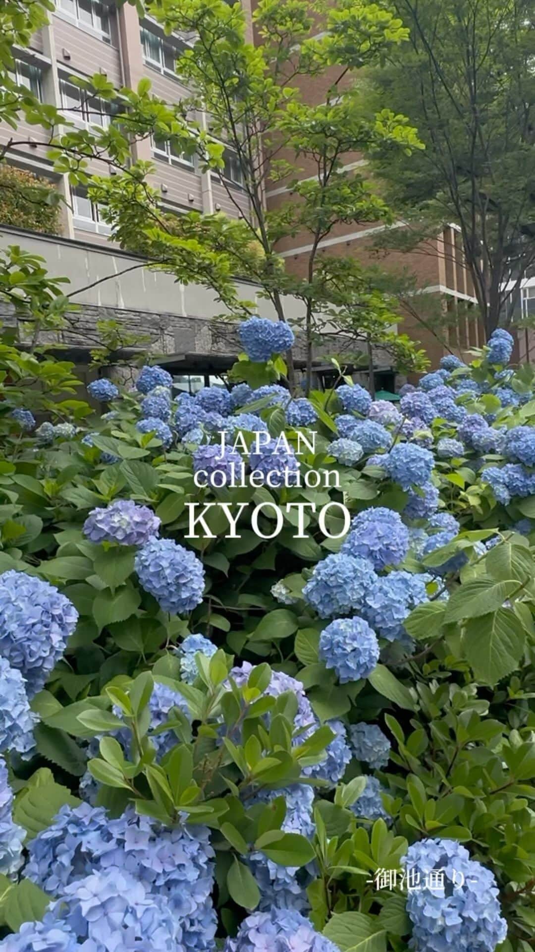 JAPAN TRIP 大人旅〜厳選の宿〜のインスタグラム：「． ■JAPAN collection “KYOTO” 📍御池通り／Oike Street  御池通り「進々堂 御池店」前にて。 紫陽花が綺麗に咲いていました。  #kyototrip #visitkyoto #visitjapan #japantrip #kyotojapan #京都旅行 #京都観光 #紫陽花 #アジサイ #あじさい」