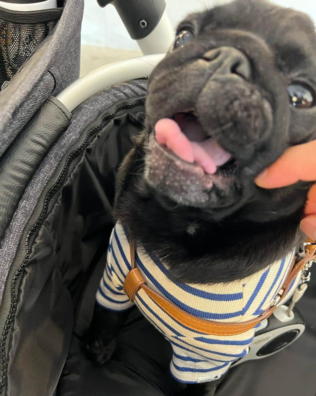 山口蛍さんのインスタグラム写真 - (山口蛍Instagram)「これは怪獣だよね？🦖  #blackpug#dogstagram#doglover#블랙퍼그#퍼그#강아지산책#반려견#댕댕이#개스타그램#귀여운강아지#팔로우미#哈巴狗#黒パグ#黒パグ部#黒パグ大好き#パグのいる生活#パグのいる暮らし#パグスタグラム#ぱぐすたぐらむ#いぬすたぐらむ#犬のいる暮らし#ぶさかわ犬#鼻ぺちゃ犬#犬見知り#甘えん坊犬#お犬様#いっぬ#いっぬすたぐらむ」6月7日 15時32分 - hotaru10_official