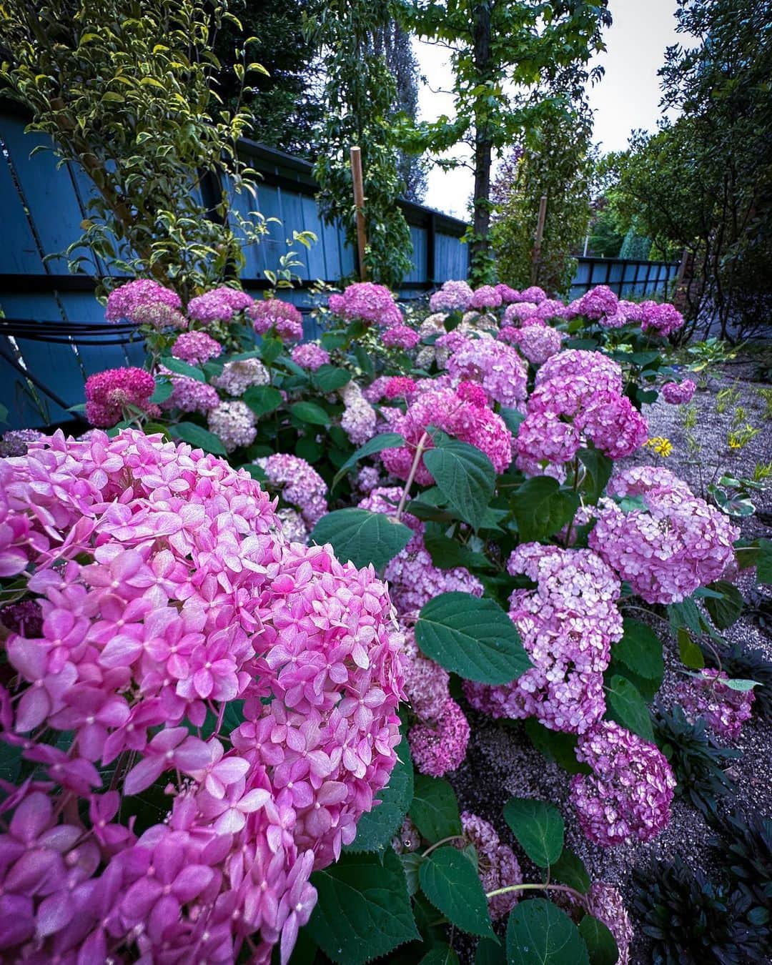 橋口俊宏さんのインスタグラム写真 - (橋口俊宏Instagram)「2023.6.6 紫陽花と写真撮りたくて仕事前にロケハンしてきた。Iphone14です。少し雨が降ってたのでいい雰囲気です。」6月7日 15時36分 - toshihiro.hashiguchi