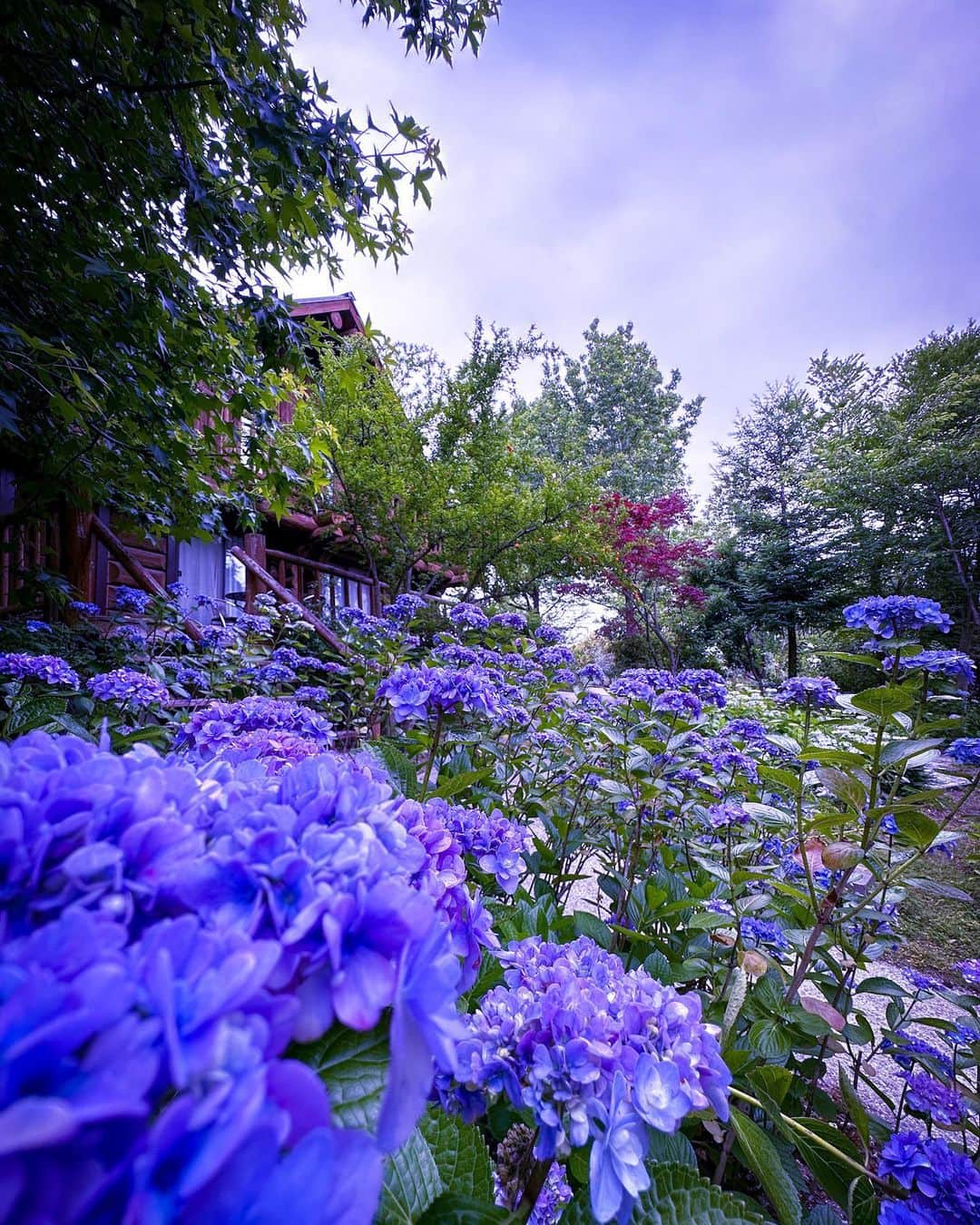橋口俊宏さんのインスタグラム写真 - (橋口俊宏Instagram)「2023.6.6 紫陽花と写真撮りたくて仕事前にロケハンしてきた。Iphone14です。少し雨が降ってたのでいい雰囲気です。」6月7日 15時36分 - toshihiro.hashiguchi