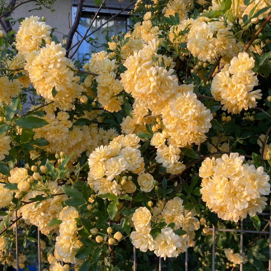 フジテレビ「チャギントン」さんのインスタグラム写真 - (フジテレビ「チャギントン」Instagram)「⁡𑁍⁡ ⁡⁡⁡ ⁡外があかるい時間がふえてきて だんだんと⁡夏に近づいてきたね☀️⁡ ⁡⁡⁡ このモコモコっとした⁡ ⁡黄色いお花は、モッコウバラっていうんだって。 ⁡ 横を通ったら、ふわっといいにおいがしたんだ☺️❤️ ⁡⁡ 1つ1つのかたまりが⁡ ⁡ブーケみたいでかわいいよね🎵 ⁡ ⁡#チャギントン #gogoチャギントン #chuggington #ウィルソンといっしょ #ウィルソン #花 #モッコウバラ #バラ #きもっこうばら #モッコウバラ黄色 #モッコウバラ満開」6月7日 16時00分 - chuggington.jp
