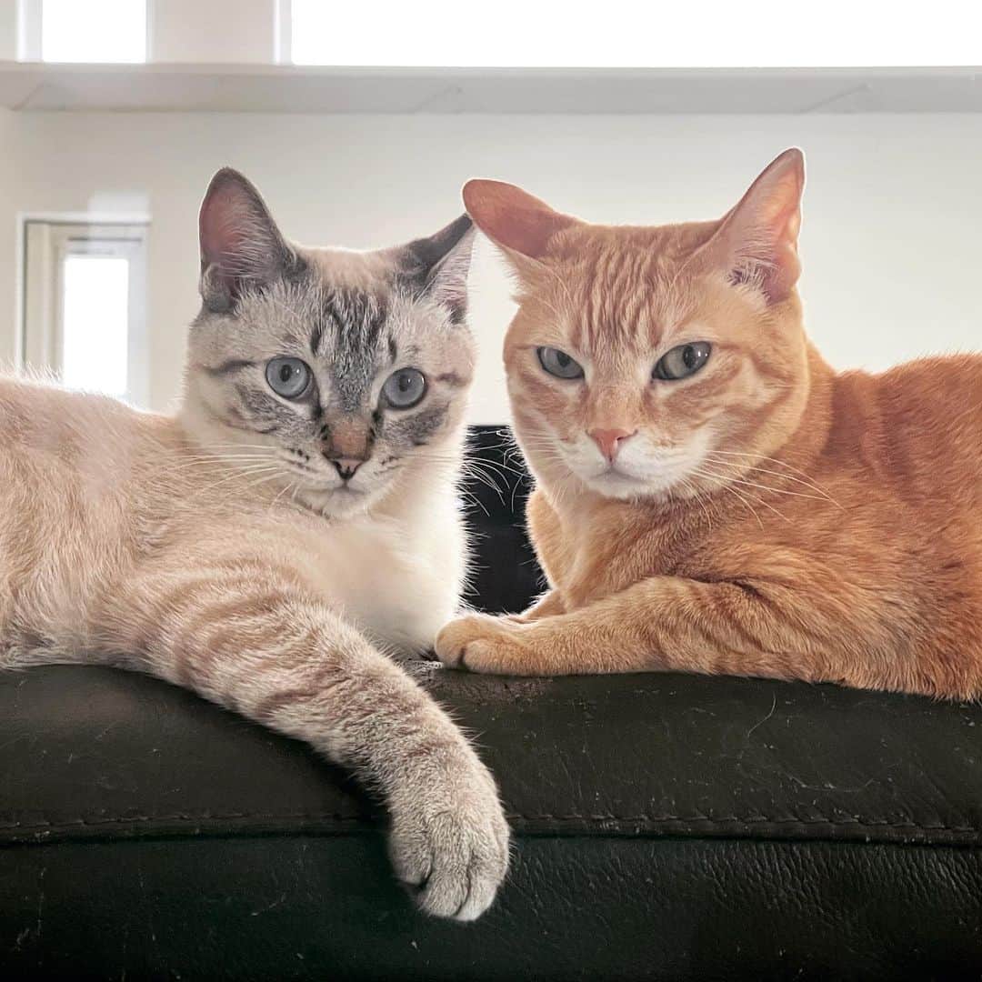 田中要次のインスタグラム：「なんて言ってる？ #猫Chai #猫Guri #Bo_nyans #猫のいる暮らし」