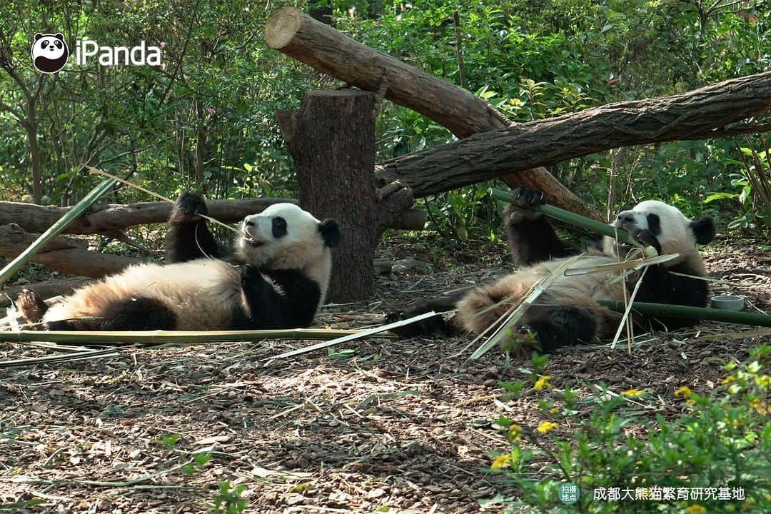 iPandaさんのインスタグラム写真 - (iPandaInstagram)「This eating posture helps us increase appetite. Wanna try? 😋 🐼 🐼 🐼 #Panda #iPanda #Cute #PandaPic #ChengduPandaBase  For more panda information, please check out: http://en.ipanda.com」6月7日 17時30分 - ipandachannel