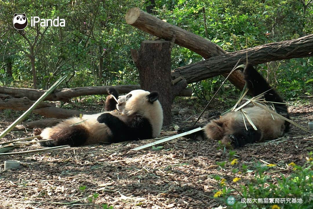 iPandaさんのインスタグラム写真 - (iPandaInstagram)「This eating posture helps us increase appetite. Wanna try? 😋 🐼 🐼 🐼 #Panda #iPanda #Cute #PandaPic #ChengduPandaBase  For more panda information, please check out: http://en.ipanda.com」6月7日 17時30分 - ipandachannel