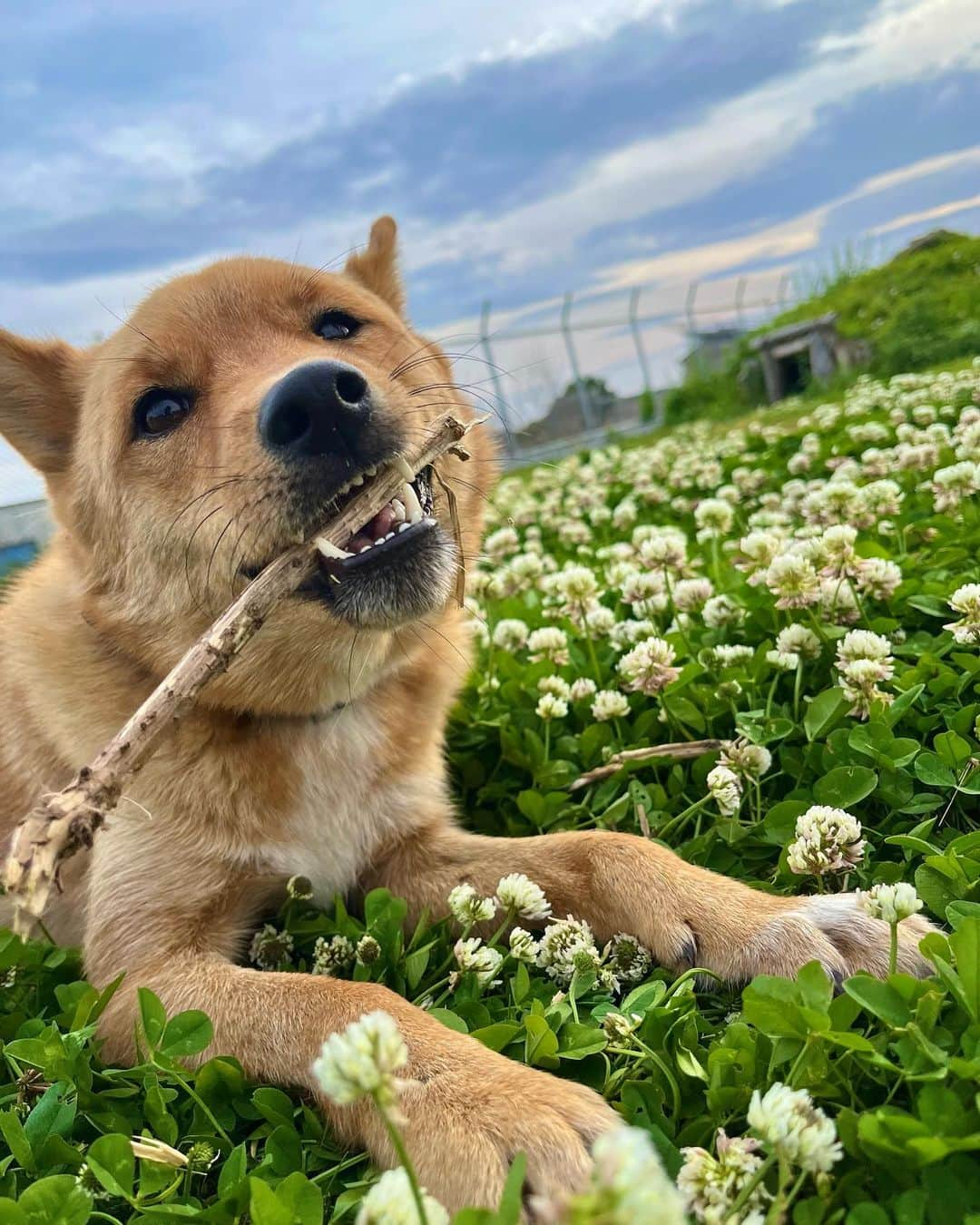 坂上忍さんのインスタグラム写真 - (坂上忍Instagram)「みんな！ 今日の20時！ さかがみ家のチャンネルが配信されるよ！  今回は・・・ 早くも譲渡決定！？ 高知組の近況情報をお届けするワン♡  編集は桑原お姉ちゃんだよ！  お楽しみね♡  名前：ハリー 年齢：2歳 性別：男の子 犬種：MIX 趣味：追いかけっこ  Name : Harry Age : 2  Gender : Boy Breed : Mix Hobby : playing tag  #さかがみ家 #保護犬 #保護猫 #里親募集中 #犬#猫#かわいい #dog #cat #animals #nature #animallover #pets #cute #adaptable #dogs #cats #instaanimals #adaption #rescuedogs #rescuecats #puppy #kitten #japan #animalshelter」6月7日 17時42分 - sakagamike_official