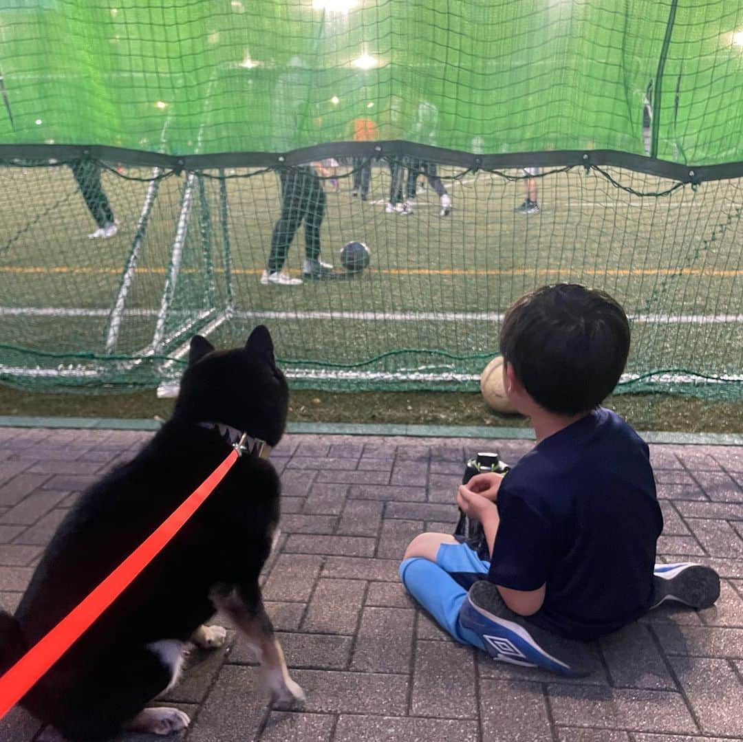 吉村民さんのインスタグラム写真 - (吉村民Instagram)「チームに入ってから、 1年生の上手なお兄さん達に影響を受けて、サッカーに夢中にな息子くん。  小鉄くんの散歩もサッカーで⚽️ 近所の上手な高校サッカー部の練習も見学⚽️  少し迷惑そうな小鉄くん🐕  #柴犬  #黒柴 #サッカー  #サッカー少年」6月7日 17時50分 - yoshimuratami