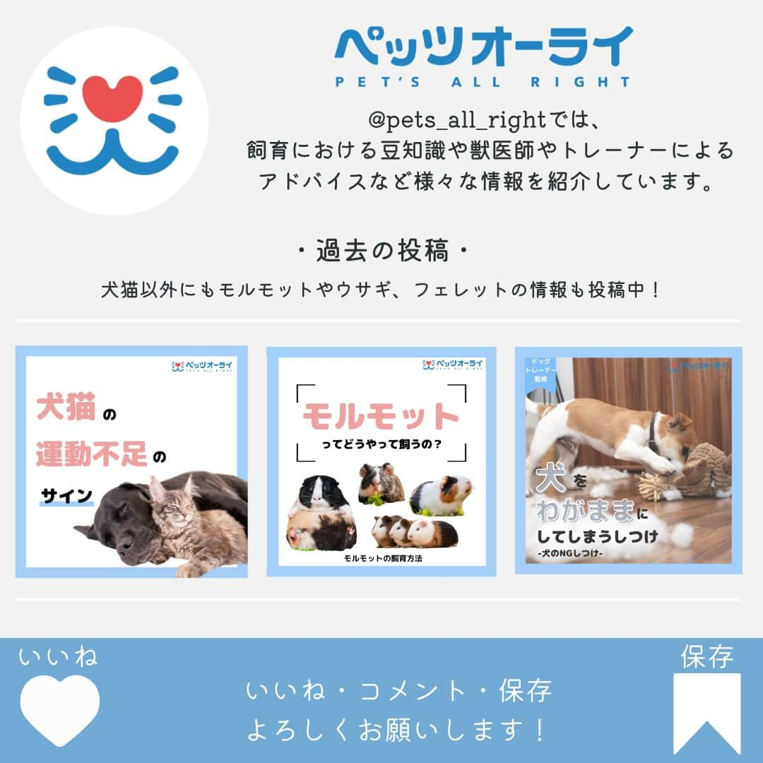 PET'S ALL RIGHT 【公式】さんのインスタグラム写真 - (PET'S ALL RIGHT 【公式】Instagram)「. @pets_all_right👈他の投稿はこちらから！  ＜雨の日に散歩していいの？＞ 天候状況によってはお散歩をお休みし、お家で一緒に飼い主さんと遊ぶという選択肢もあります。  雨の日は無理せず、状況に合わせてお散歩に行くようにしましょう！  お散歩について悩むことがあればペッツオーライでお気軽にご相談ください✨  ---  💎自己紹介  ⭐️ペットとの生活における豆知識 ⭐️私、僕たちのわんちゃんねこちゃん ⭐️獣医師、トレーナーによるアドバイス  などをご紹介しています  「この情報役に立つ！」 「私・僕たちのわんちゃんねこちゃんを紹介してほしい！」  と思ったそこのあなた！！  いいね・コメント・保存・フォローお待ちしております🔥  他にもいろいろ役立つ情報やかわいいわんちゃんねこちゃんを ご紹介しているので、プロフィールからチェックしてみてね！！  @pets_all_right  姉妹アカウントWan!Passでは ワンちゃんとのお出かけ・旅行情報を発信中🚗³₃ @wanpass2022  ---  #ペッツオーライ #pet #pets #dog #犬 #いぬ #いぬすたぐらむ #ふわもこ部 #愛犬 #わんこ #犬のいる暮らし #犬のいる生活 #いぬのきもち #犬好きな人と繋がりたい #inustagram #ペット #いぬバカ部 #いぬら部 #わんこなしでは生きていけません会 #わんこ部 #わんこ大好き #犬部 #犬好き部 #いぬだいすき #いぬがいる暮らし #わんちゃん好きな人と繋がりたい #わんちゃんのいる暮らし #わんちゃん好きと繋がりたい #犬スタグラム #いぬぐみ」6月7日 18時00分 - pets_all_right