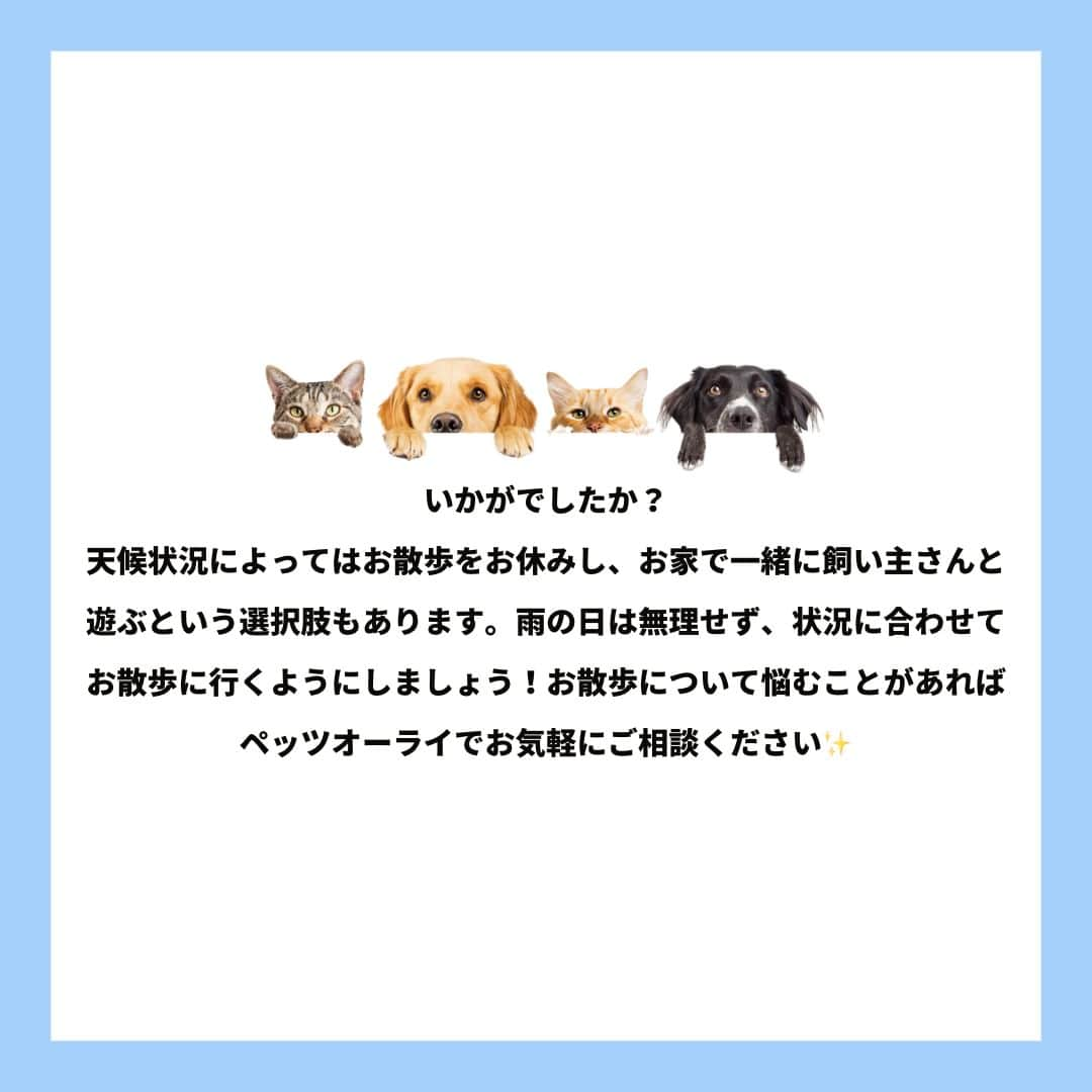 PET'S ALL RIGHT 【公式】さんのインスタグラム写真 - (PET'S ALL RIGHT 【公式】Instagram)「. @pets_all_right👈他の投稿はこちらから！  ＜雨の日に散歩していいの？＞ 天候状況によってはお散歩をお休みし、お家で一緒に飼い主さんと遊ぶという選択肢もあります。  雨の日は無理せず、状況に合わせてお散歩に行くようにしましょう！  お散歩について悩むことがあればペッツオーライでお気軽にご相談ください✨  ---  💎自己紹介  ⭐️ペットとの生活における豆知識 ⭐️私、僕たちのわんちゃんねこちゃん ⭐️獣医師、トレーナーによるアドバイス  などをご紹介しています  「この情報役に立つ！」 「私・僕たちのわんちゃんねこちゃんを紹介してほしい！」  と思ったそこのあなた！！  いいね・コメント・保存・フォローお待ちしております🔥  他にもいろいろ役立つ情報やかわいいわんちゃんねこちゃんを ご紹介しているので、プロフィールからチェックしてみてね！！  @pets_all_right  姉妹アカウントWan!Passでは ワンちゃんとのお出かけ・旅行情報を発信中🚗³₃ @wanpass2022  ---  #ペッツオーライ #pet #pets #dog #犬 #いぬ #いぬすたぐらむ #ふわもこ部 #愛犬 #わんこ #犬のいる暮らし #犬のいる生活 #いぬのきもち #犬好きな人と繋がりたい #inustagram #ペット #いぬバカ部 #いぬら部 #わんこなしでは生きていけません会 #わんこ部 #わんこ大好き #犬部 #犬好き部 #いぬだいすき #いぬがいる暮らし #わんちゃん好きな人と繋がりたい #わんちゃんのいる暮らし #わんちゃん好きと繋がりたい #犬スタグラム #いぬぐみ」6月7日 18時00分 - pets_all_right