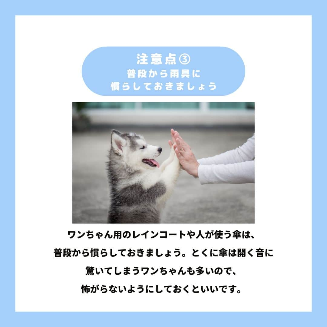 PET'S ALL RIGHT 【公式】さんのインスタグラム写真 - (PET'S ALL RIGHT 【公式】Instagram)「. @pets_all_right👈他の投稿はこちらから！  ＜雨の日に散歩していいの？＞ 天候状況によってはお散歩をお休みし、お家で一緒に飼い主さんと遊ぶという選択肢もあります。  雨の日は無理せず、状況に合わせてお散歩に行くようにしましょう！  お散歩について悩むことがあればペッツオーライでお気軽にご相談ください✨  ---  💎自己紹介  ⭐️ペットとの生活における豆知識 ⭐️私、僕たちのわんちゃんねこちゃん ⭐️獣医師、トレーナーによるアドバイス  などをご紹介しています  「この情報役に立つ！」 「私・僕たちのわんちゃんねこちゃんを紹介してほしい！」  と思ったそこのあなた！！  いいね・コメント・保存・フォローお待ちしております🔥  他にもいろいろ役立つ情報やかわいいわんちゃんねこちゃんを ご紹介しているので、プロフィールからチェックしてみてね！！  @pets_all_right  姉妹アカウントWan!Passでは ワンちゃんとのお出かけ・旅行情報を発信中🚗³₃ @wanpass2022  ---  #ペッツオーライ #pet #pets #dog #犬 #いぬ #いぬすたぐらむ #ふわもこ部 #愛犬 #わんこ #犬のいる暮らし #犬のいる生活 #いぬのきもち #犬好きな人と繋がりたい #inustagram #ペット #いぬバカ部 #いぬら部 #わんこなしでは生きていけません会 #わんこ部 #わんこ大好き #犬部 #犬好き部 #いぬだいすき #いぬがいる暮らし #わんちゃん好きな人と繋がりたい #わんちゃんのいる暮らし #わんちゃん好きと繋がりたい #犬スタグラム #いぬぐみ」6月7日 18時00分 - pets_all_right