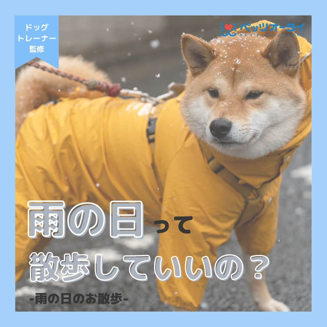 PET'S ALL RIGHT 【公式】のインスタグラム：「. @pets_all_right👈他の投稿はこちらから！  ＜雨の日に散歩していいの？＞ 天候状況によってはお散歩をお休みし、お家で一緒に飼い主さんと遊ぶという選択肢もあります。  雨の日は無理せず、状況に合わせてお散歩に行くようにしましょう！  お散歩について悩むことがあればペッツオーライでお気軽にご相談ください✨  ---  💎自己紹介  ⭐️ペットとの生活における豆知識 ⭐️私、僕たちのわんちゃんねこちゃん ⭐️獣医師、トレーナーによるアドバイス  などをご紹介しています  「この情報役に立つ！」 「私・僕たちのわんちゃんねこちゃんを紹介してほしい！」  と思ったそこのあなた！！  いいね・コメント・保存・フォローお待ちしております🔥  他にもいろいろ役立つ情報やかわいいわんちゃんねこちゃんを ご紹介しているので、プロフィールからチェックしてみてね！！  @pets_all_right  姉妹アカウントWan!Passでは ワンちゃんとのお出かけ・旅行情報を発信中🚗³₃ @wanpass2022  ---  #ペッツオーライ #pet #pets #dog #犬 #いぬ #いぬすたぐらむ #ふわもこ部 #愛犬 #わんこ #犬のいる暮らし #犬のいる生活 #いぬのきもち #犬好きな人と繋がりたい #inustagram #ペット #いぬバカ部 #いぬら部 #わんこなしでは生きていけません会 #わんこ部 #わんこ大好き #犬部 #犬好き部 #いぬだいすき #いぬがいる暮らし #わんちゃん好きな人と繋がりたい #わんちゃんのいる暮らし #わんちゃん好きと繋がりたい #犬スタグラム #いぬぐみ」