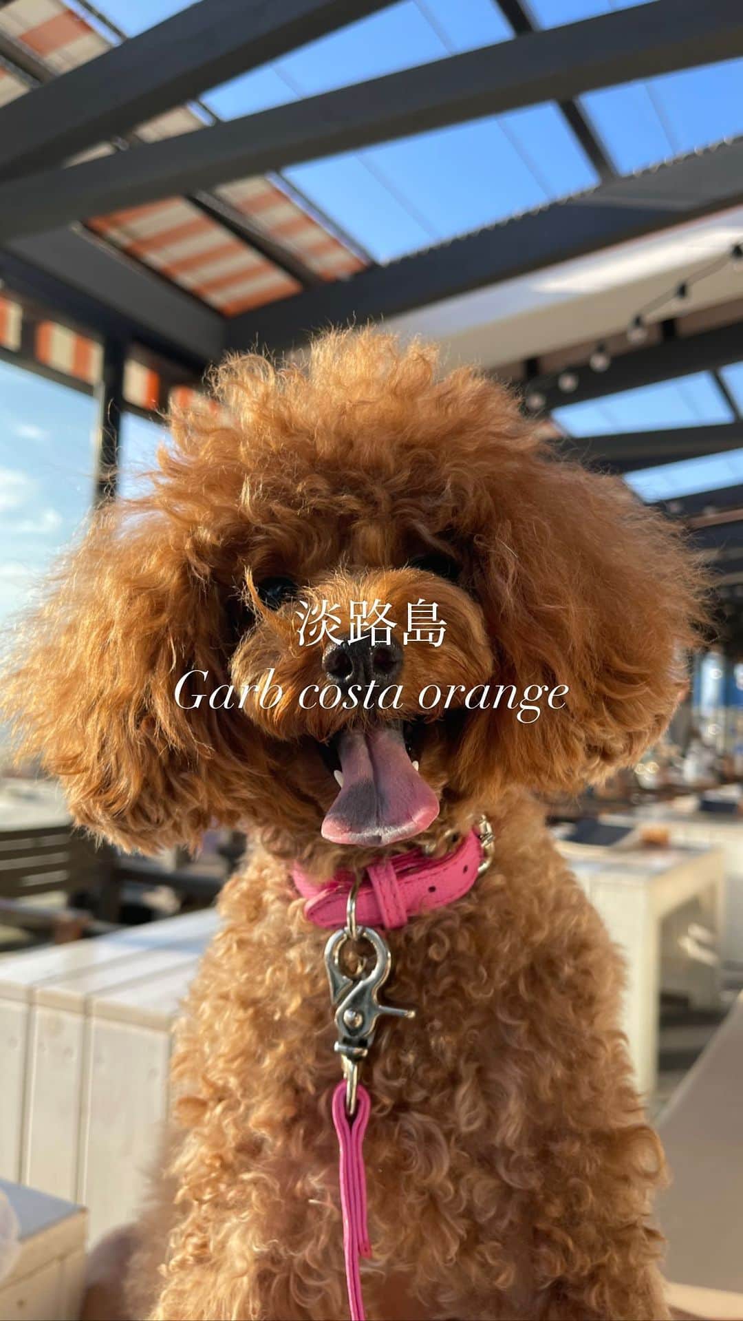 山本マリナのインスタグラム：「📍淡路島 @garbcosta_orange   海を眺めながら愛犬と過ごせるレストラン✨  この季節にぴったり🐶💕 ・ ・ ・ #犬連れ #淡路島 #淡路島グルメ #garbcostaorange #ガーブコスタオレンジ #淡路島カフェ」