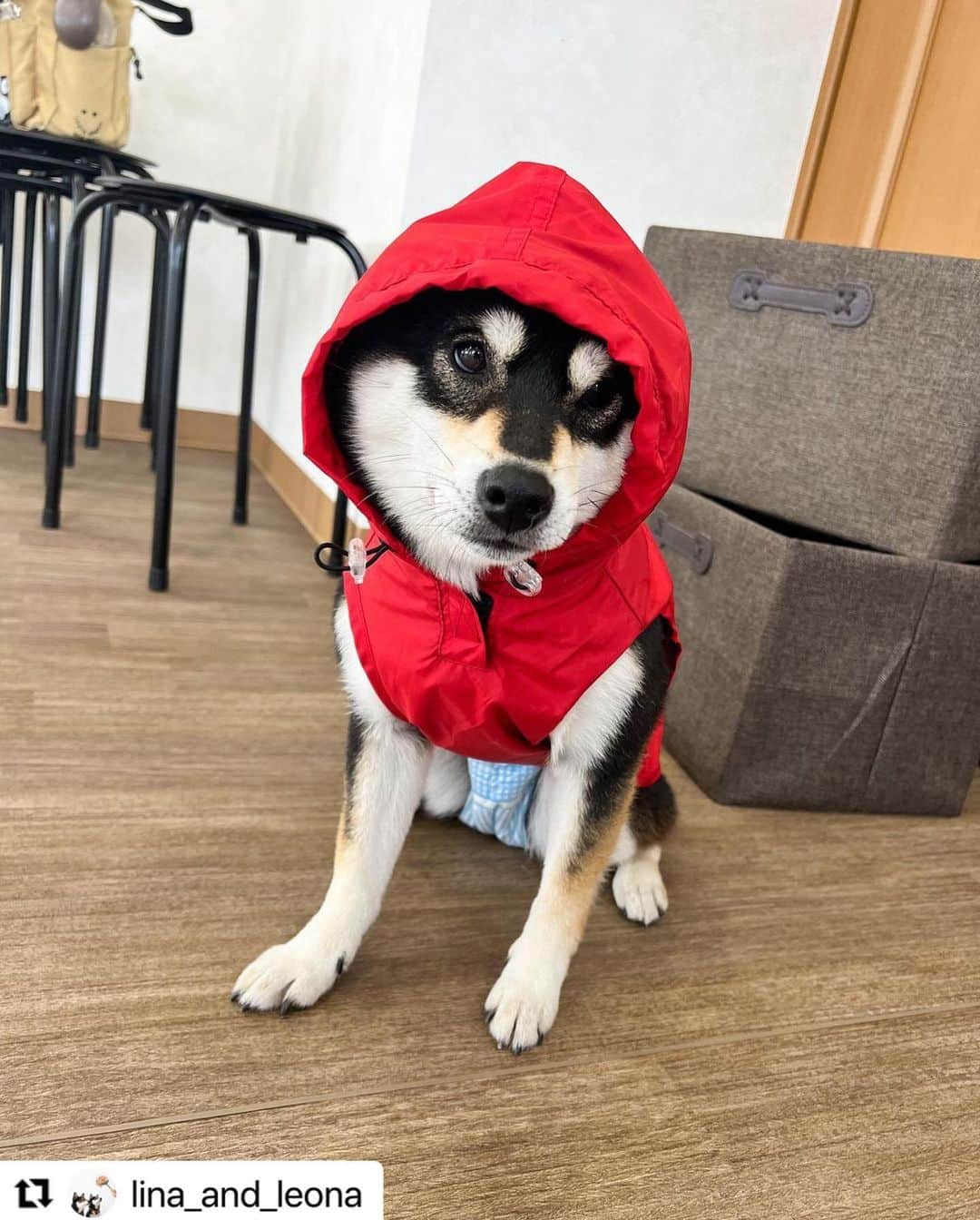 Caluluのインスタグラム