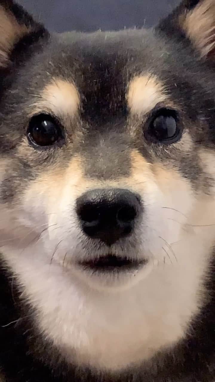 吾子のインスタグラム：「・ ・ ・ ・ ・ 🥺❤️ ・ ・ あこわんドアップこんな顔🐶✨ ・ ・ ・ ・ ・ ・ ・ ・ ・ ・ ・ ・ ・ ・ #雷注意ー #さて夜ンポいこか #sapporo  ・ 北海道の柴犬 #柴北会 の皆ワン🐶あったかくなってきたねー ・ #adorable #instadog#shibainu#dog#柴犬ライフ #instashiba#柴犬マニア #9gag #barked #kuroshiba#socute #cutedog#いぬのきもち #黒柴 #dogstagram_japan」