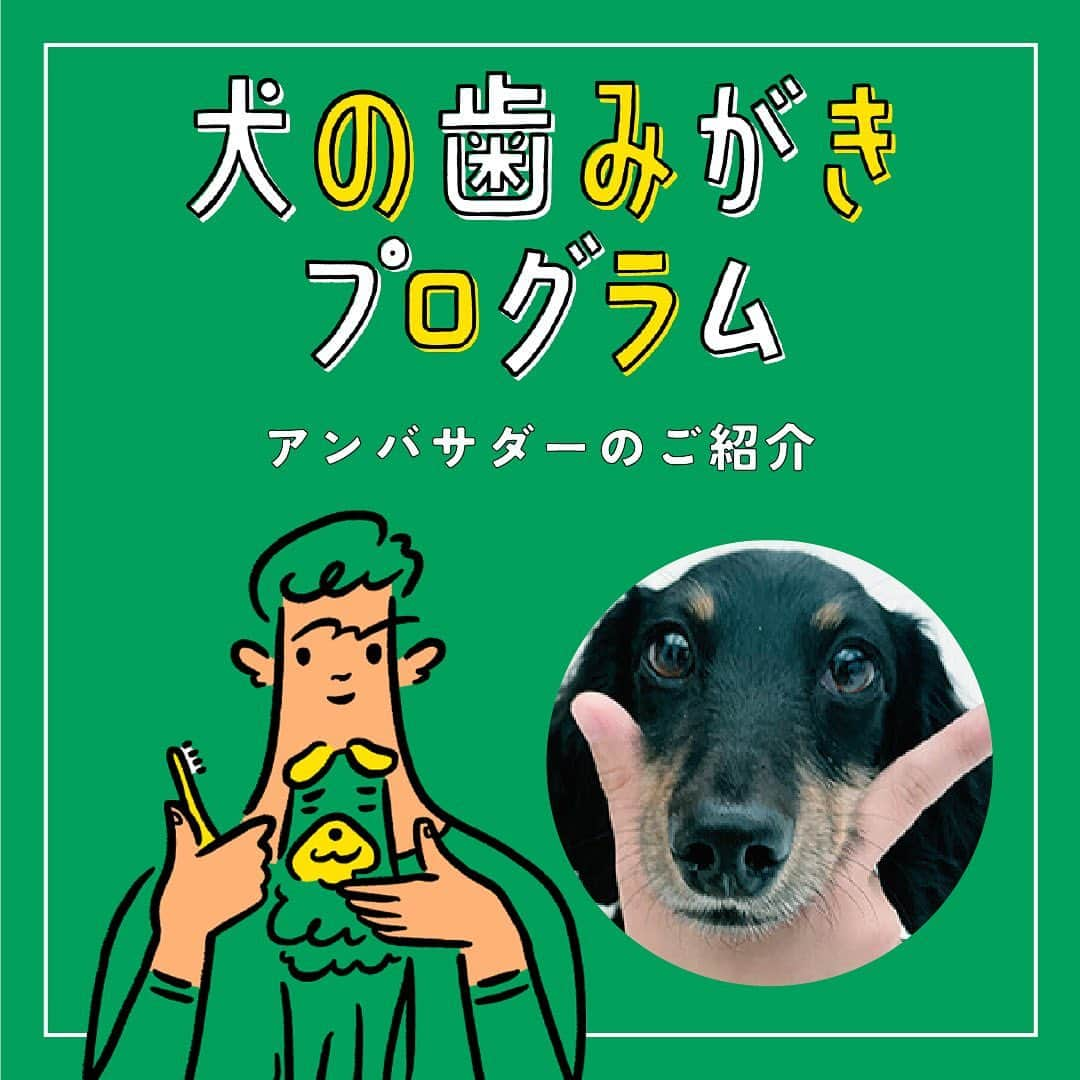 ライオン商事株式会社のインスタグラム：「🐶🪥✨ \歯みがきアンバサダーのご紹介★/ #犬の歯みがきプログラム   歯のトラブルで苦しむワンちゃんや、 それに悲しむ飼い主さんがいなくなるように。 そんな「PETKISS」の想いからはじまった「犬の歯みがき習慣化プロジェクト」。  プログラムに参加する#犬の歯みがきプログラム1期生 の中から 16名のアンバサダーを任命しました❣️ 約1年間、獣医師による個別レクチャーを受けていただき、 歯みがき生活の様子などをSNSで発信・報告いただきます。💁‍♀️  ～アンバサダー紹介～🐶 ※順不同  @shiba_uni_20190107 さん @ruby_coco16　さん @kuu.toypoo.dog　さん @kitachan5546　さん @queue_du_lapin.1　さん @dazz.rudy　さん @hiro_kabu_shiba　さん @shibayorkie_belle　さん @yamamona2017　さん @komatsubaratomomi　さん @freddie.0807　さん lemolemonadechan　さん @fuu_maltipoo　さん @coco_pekimaltipoo　さん @puuko_dogさん @wac_wac_life　さん  アンバサダーのみなさんの投稿をチェックして、 一緒に歯みがき習慣化を目指して頑張りましょう！👊  ==================================== #犬の歯みがきプログラム1期生 で報告してね❗️  歯みがきプログラム1期生のみなさん！ 歯みがき練習の進捗や成果を #犬の歯みがきプログラム1期生 をつけて投稿してくださいね☆ こちらのアカウントで紹介されるかも！？ ====================================  #petkiss #歯みがき習慣化プロジェクト #犬歯みがき #犬の歯みがき始めます宣言 #イヌ #ワンコ #いぬスタグラム #いぬとの生活 #いぬ好きさんと繋がりたい #ワンコのいる生活  #イヌのいる暮らし #lionpet #ライオンペット #いぬとのくらし #イヌ部 #犬大好き部 #いぬとくらす #イヌのいる生活」