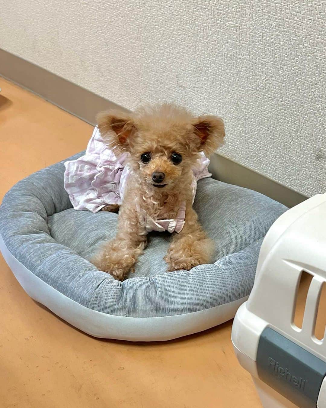 のインスタグラム：「仕事場での定位置 今日もお疲れ様でした〜  #プードル#トイプードル#ティーカッププードル#犬#poodle#teacuppoodle#toypoodle#dog#dogstagram#instadog#푸들#caniche#Pudel#貴婦狗#animalsco」