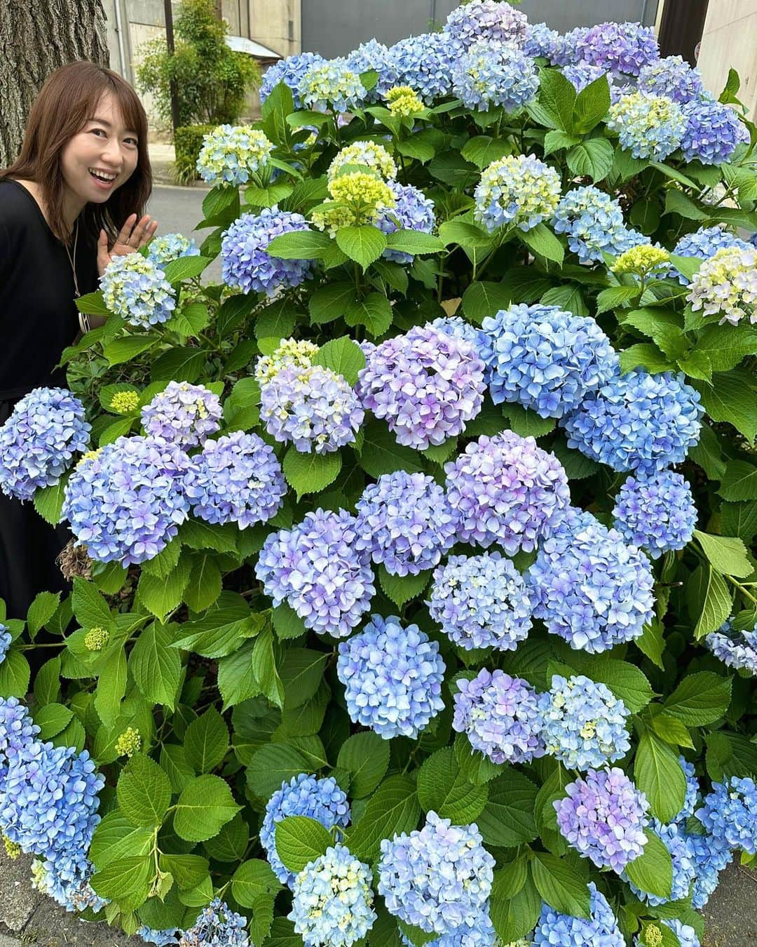 あいりさんのインスタグラム写真 - (あいりInstagram)「不安定な天気が続くと 体調を崩しやすくなったり モヤモヤした気分になったりしますが  道端のキレイな紫陽花を見ると 梅雨のこの時期もステキな季節ですね😚✨  柔らかな青やパープルのグラデーション💜💙 癒されます☺️  #梅雨 #紫陽花 #アジサイ  #無理やり紫陽花と撮影してみた」6月7日 18時41分 - airi_happy