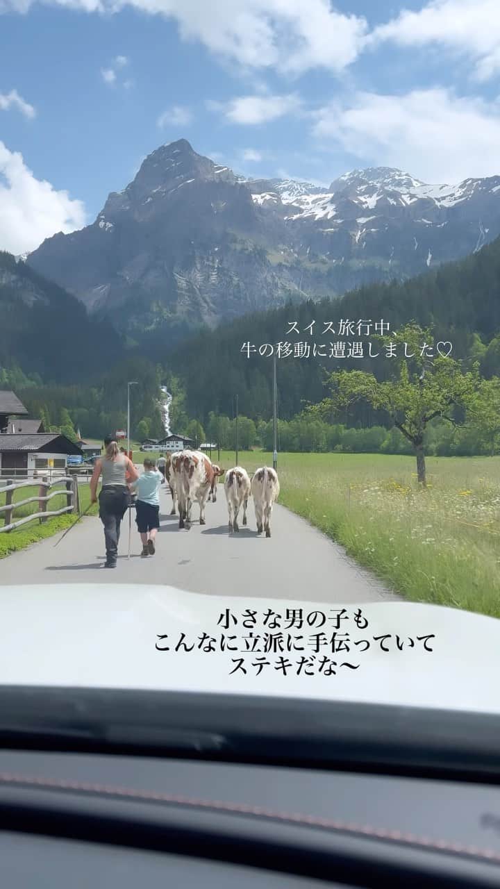 原口るりこのインスタグラム：「. . 【スイス旅行中】 . 牛の移動に遭遇🌿 . #牛渋滞 #なんともスイスらしい光景 . . この牛たちが通ると どの柵の中の牛たちも走り寄り、 話しかけているかのようでした☺️ . . . .」