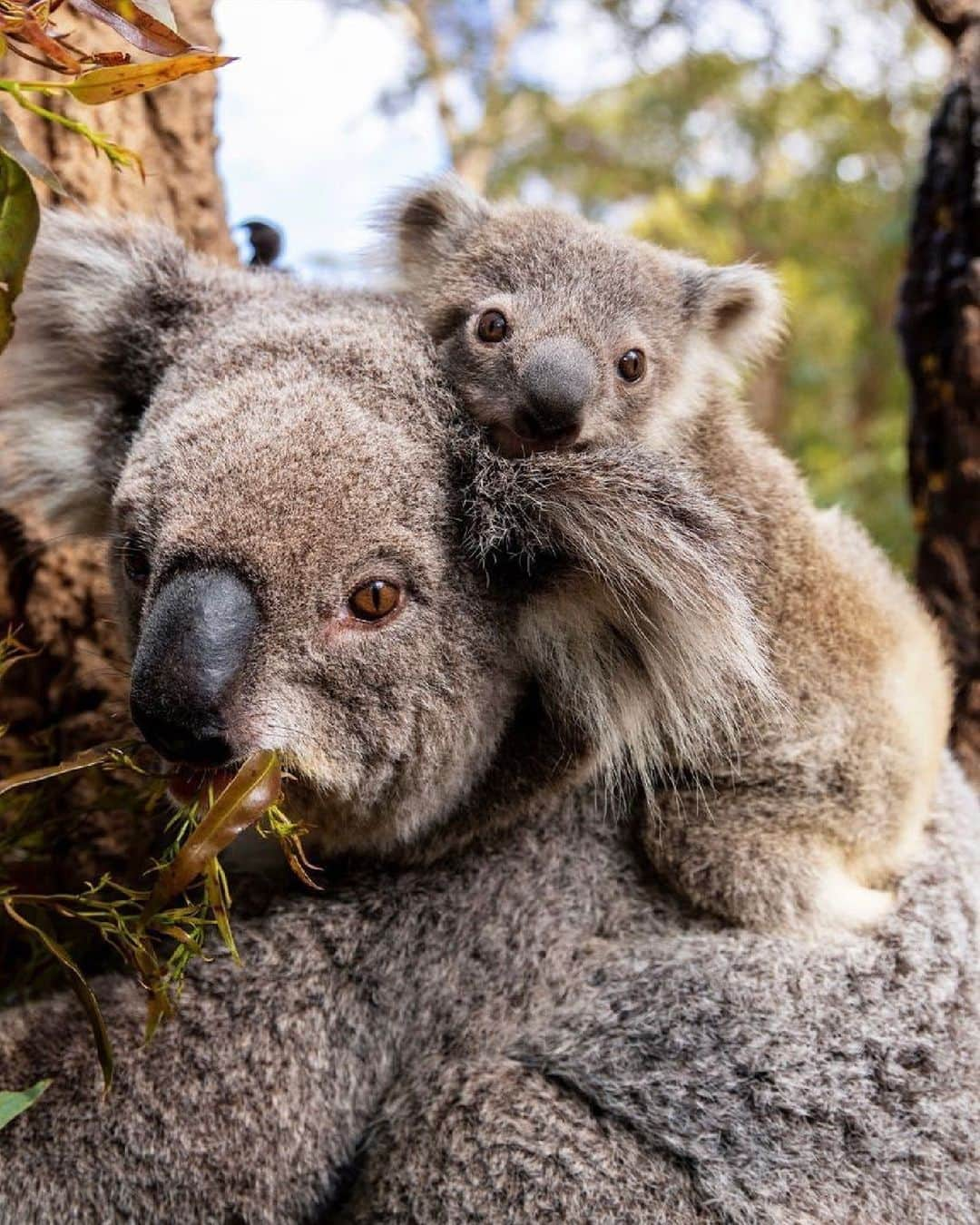 Australiaさんのインスタグラム写真 - (AustraliaInstagram)「Sometimes all you need is a little koala-ty time with mum! 💕 You'll find this adorable duo at @tarongazoo - just a short ferry ride from @sydney's CBD. Not only will you get to meet a bunch of #Aussie wildlife here - we're talking #koalas (obviously!), #kangaroos, #dingos and more - but you'll also get to soak in epic views of @visitnsw's Tubowgule (#SydneyHarbour) - home to the Gadigal people. Sounds like the perfect day trip if you ask us! (📸: @tarongazoo). #seeaustralia #comeandsaygday #feelnsw #feelnewsydney」6月8日 5時00分 - australia