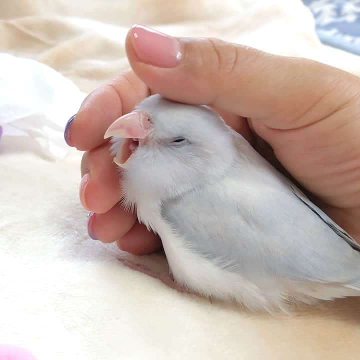 SAORIのインスタグラム