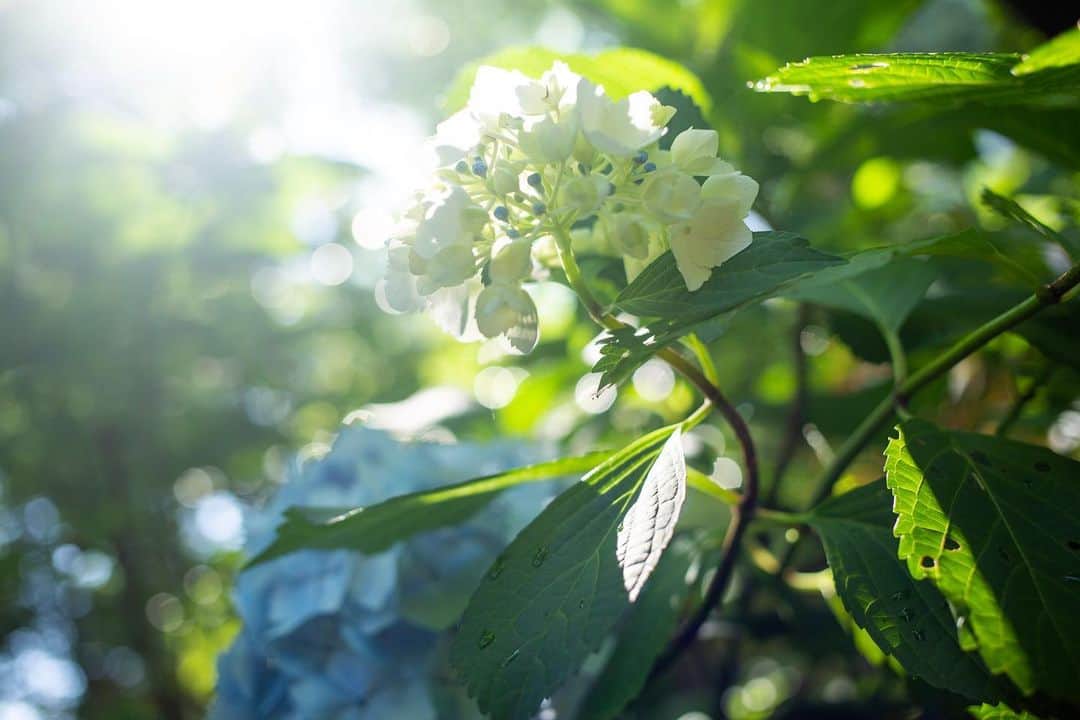 八芳園さんのインスタグラム写真 - (八芳園Instagram)「季節を表す二十四節気では「芒種（ぼうしゅ）」の頃。 米や麦など穂の出る穀物の種を蒔く時期のことです。  差し込む陽光に露がきらめく雨上がり。 色とりどりの紫陽花が伸び伸びと咲き誇ります。  爽やかな風が吹き抜ける日本庭園で、初夏を感じるひとときをお過ごしください。  🍃🍃🍃  #八芳園 #happoen #紫陽花 #新緑 #日本庭園 #はなすたぐらむ #flowerstagram #flower_daily #花のある暮らし #はなまっぷ #あじさい #私の花の写真 #kokohana #芒種 #二十四節気  #写真好きな人と繋がりたい #カメラ好きな人と繋がりたい #ファインダー越しの私の世界 #錦鯉 #koi  #japanesegarden #tokyotokyo #tokyotrip #japan_of_insta #jp_mood #jp_gallery #dreamyphoto #wonderful_places #bestphoto_japan #japan_daytime_view」6月7日 20時51分 - happoen