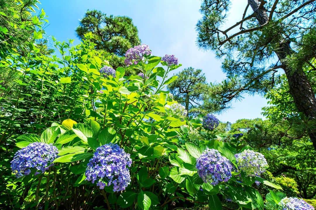 八芳園のインスタグラム：「季節を表す二十四節気では「芒種（ぼうしゅ）」の頃。 米や麦など穂の出る穀物の種を蒔く時期のことです。  差し込む陽光に露がきらめく雨上がり。 色とりどりの紫陽花が伸び伸びと咲き誇ります。  爽やかな風が吹き抜ける日本庭園で、初夏を感じるひとときをお過ごしください。  🍃🍃🍃  #八芳園 #happoen #紫陽花 #新緑 #日本庭園 #はなすたぐらむ #flowerstagram #flower_daily #花のある暮らし #はなまっぷ #あじさい #私の花の写真 #kokohana #芒種 #二十四節気  #写真好きな人と繋がりたい #カメラ好きな人と繋がりたい #ファインダー越しの私の世界 #錦鯉 #koi  #japanesegarden #tokyotokyo #tokyotrip #japan_of_insta #jp_mood #jp_gallery #dreamyphoto #wonderful_places #bestphoto_japan #japan_daytime_view」