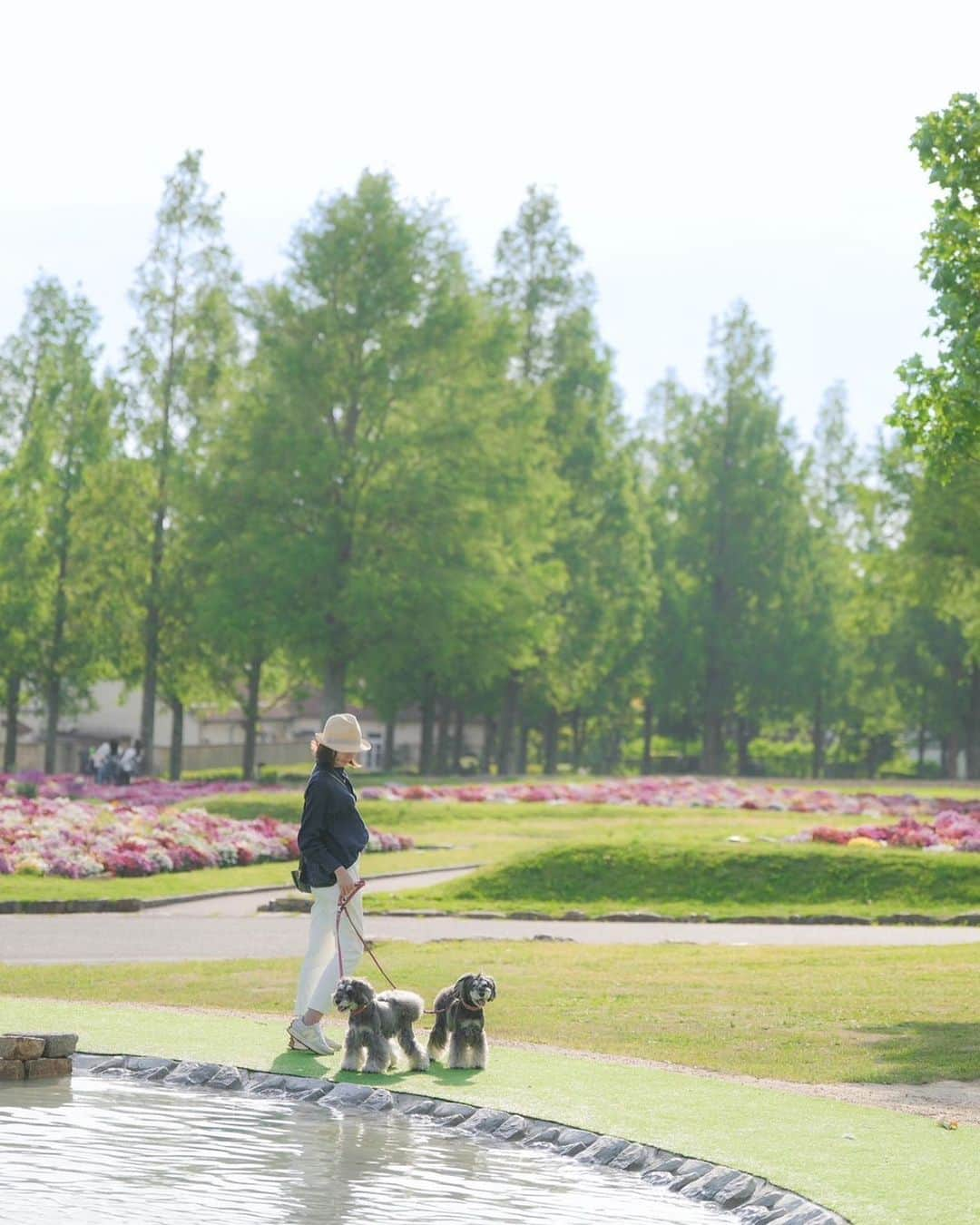 中野区在住のミニシュナのInstagramのインスタグラム：「⑅︎◡̈︎* ・ ブルーメの丘からこんばんワン🐾  春のイベント終了で、本日は家族でお疲れ様会をしています♪  秋は更に更にパワーアップして各地でイベント開催できるといいな〜🎵  皆様に元気でお目にかかれること楽しみにしております♡  #ブルーメの丘 #滋賀観光 #その瞬間は永遠の思い出 #inuくらぶ_jpn #dogenic #わんことお出かけ #犬と休日 #シュナウザー #シュナウザー部 #シュナウザー大好き #シュナウザー多頭飼い #シュナウザー好きさんと繋がりたい #シュナウザーのいる暮らし #シュナスタグラム #しゅなら部 #schnauzer #schnauzerworld #schnauzermini #miniatureschnauzer」