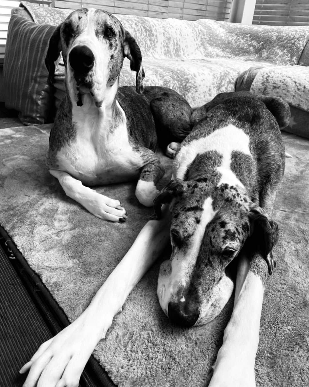 高木万平・心平のインスタグラム：「AYA/TAKA🐶  #greatdane」