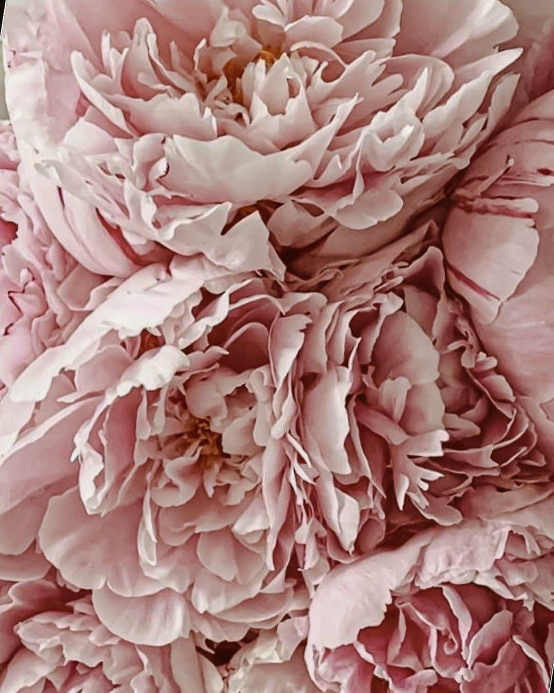 Yukicoさんのインスタグラム写真 - (YukicoInstagram)「𓆱𓆸𓆹𓆺  ————————————————————— 見てくださる方にプラスになる投稿をしていきます 是非いいね♡フォロー♡ よろしくお願いいたします𓅟 私の写真の編集については フォトレッスンでレクチャーをしています —————————————————————  #flowers#flowerpower#flowerphotography#flowerporn#flowerslovers#flowerstagram#bouquet#bouquets#btsarmy#jiminpen#btsjimin #ジミンペン」6月7日 21時17分 - yukicolifecom