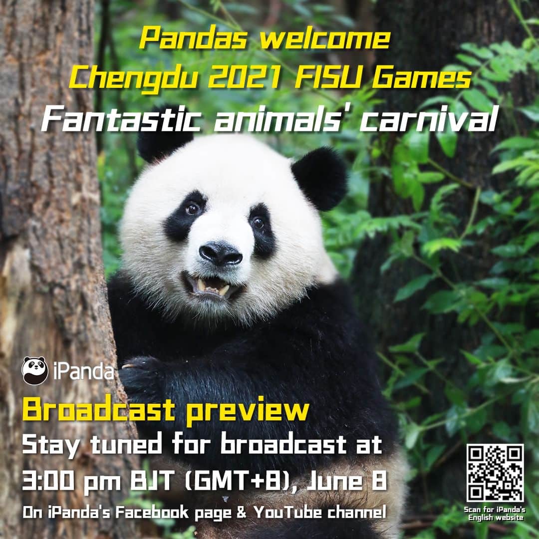 iPandaさんのインスタグラム写真 - (iPandaInstagram)「Broadcast Preview: Chengdu is ready to hold the 2021 FISU Games, and so are the pandas here! 🥳 Stay tuned to iPanda's Facebook page and YouTube channel at 3:00 pm (GMT+8) on June 8. 😜 iPanda invites you to join the fun activity held at the Chengdu Research Base of Giant Panda Breeding to welcome the Games together with pandas! 🤸‍♀️🤾‍♀️  🐼 🐼 🐼 #Panda #iPanda #Cute #FBLive #Chengdu2021 #FISUGames #ChengduPandaBase #PandaPic #BestJobInTheWorld  For more panda information, please check out: http://en.ipanda.com」6月7日 21時30分 - ipandachannel