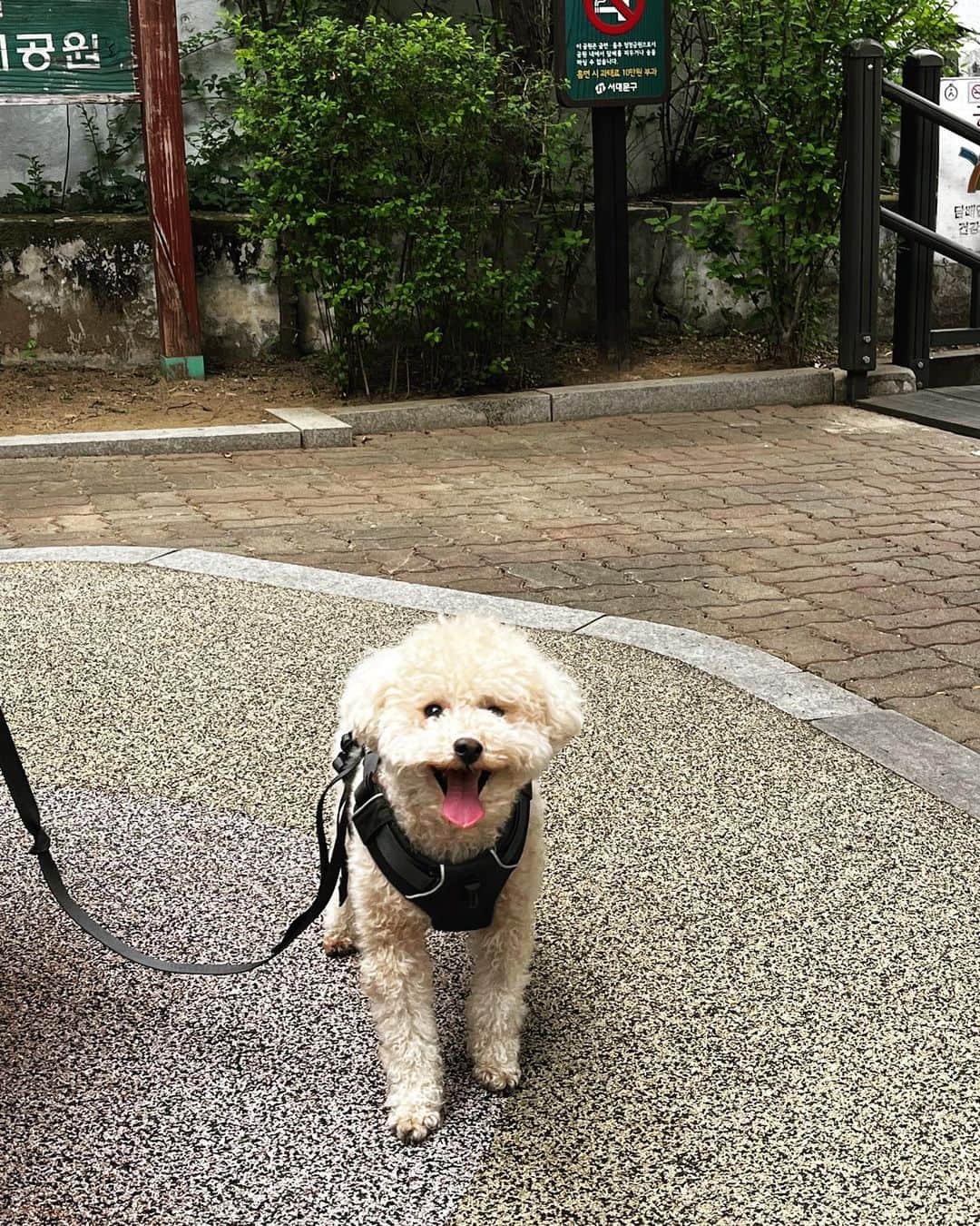 Giriboyのインスタグラム
