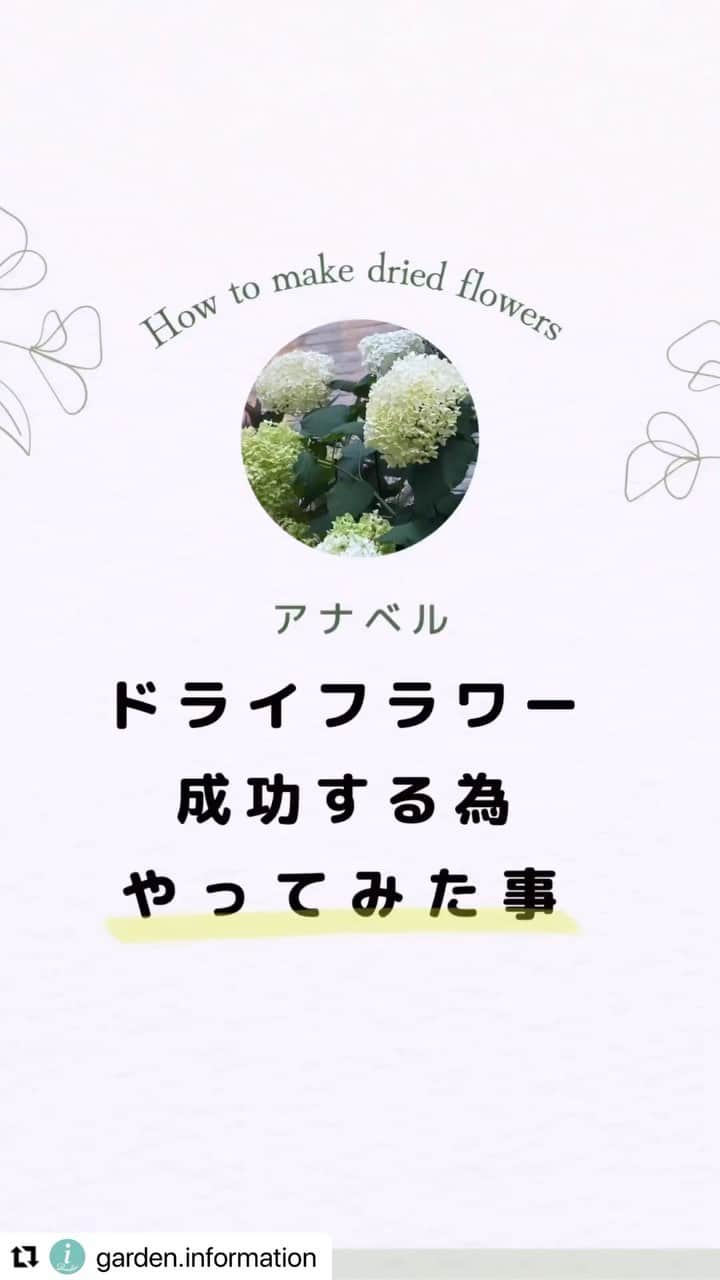 LOVEGREEN -植物と暮らしを豊かに。のインスタグラム：「みんな大好きアジサイのドライフラワー😘 でも、みんな迷うアジサイの花の切り時🤔  LOVEGREENアンバサダーの @garden.information さんが西洋アジサイ「アナベル」の場合の花の切り時をとってももわかりやすく紹介してくれてます🥰  きれいなドライフラワーを作るためには葉っぱを虫に食べられないようにする対策もしておきたいですね😉  #アジサイ　#紫陽花　#紫陽花ドライフラワー  #アジサイドライフラワー  #植物のある暮らし#いろいろな植物つよし　 #ラブグリーンアンバサダー」