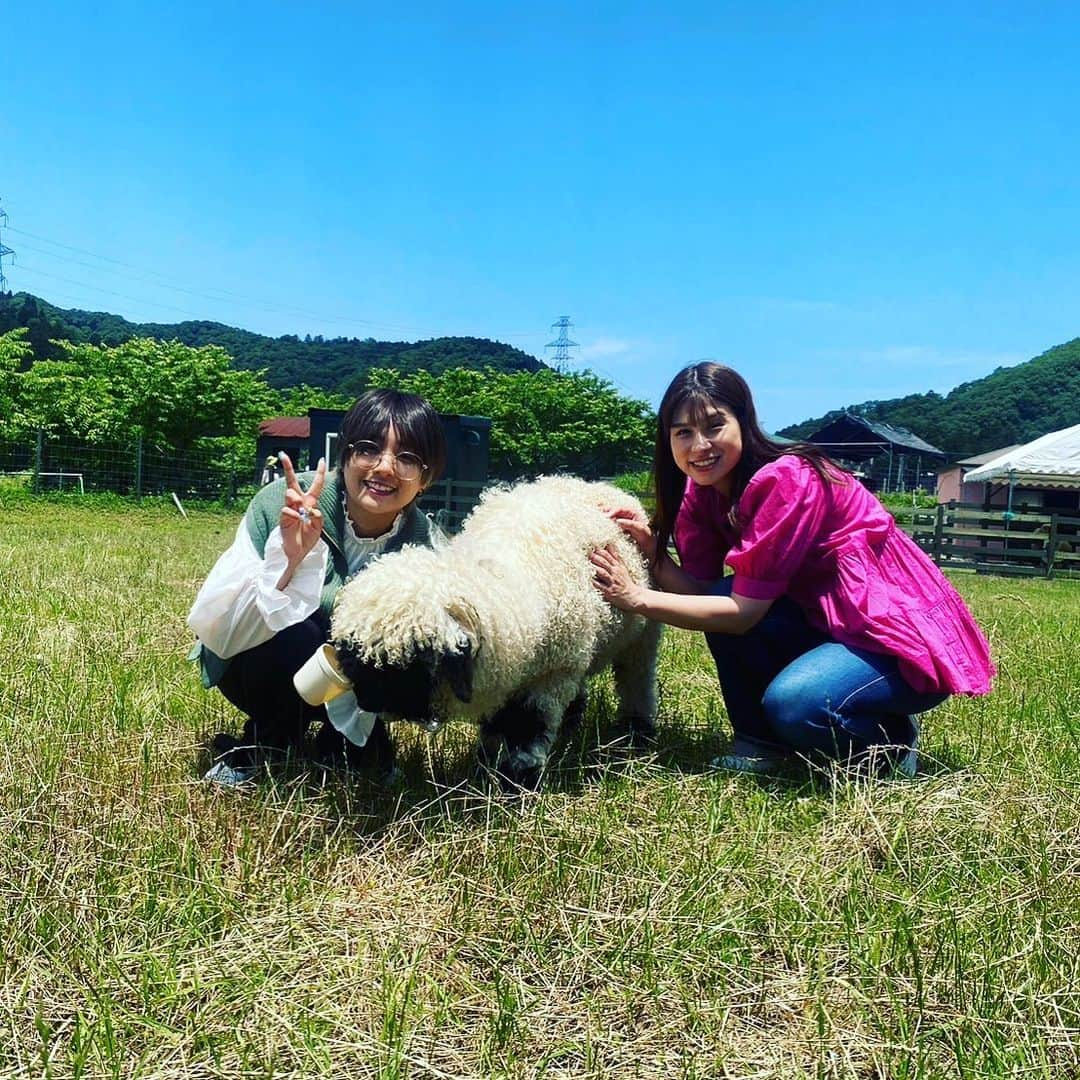 朝日放送「おはよう朝日土曜日です」のインスタグラム：「ここはどこかなー？🐑 #世界一かわいい羊#ヴァレーブラックノーズシープ  #おは土#おはよう朝日土曜日です#ABCテレビ #高樹リサ#翠星チークダンス#ちろる」