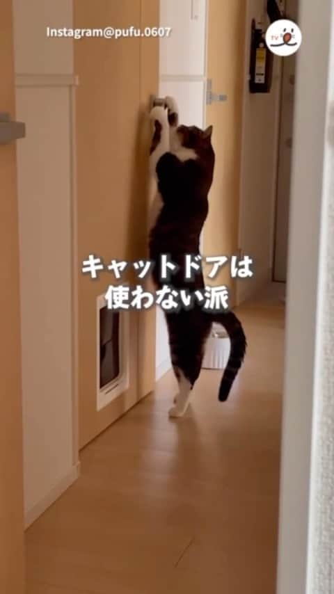 PECOねこ部のインスタグラム