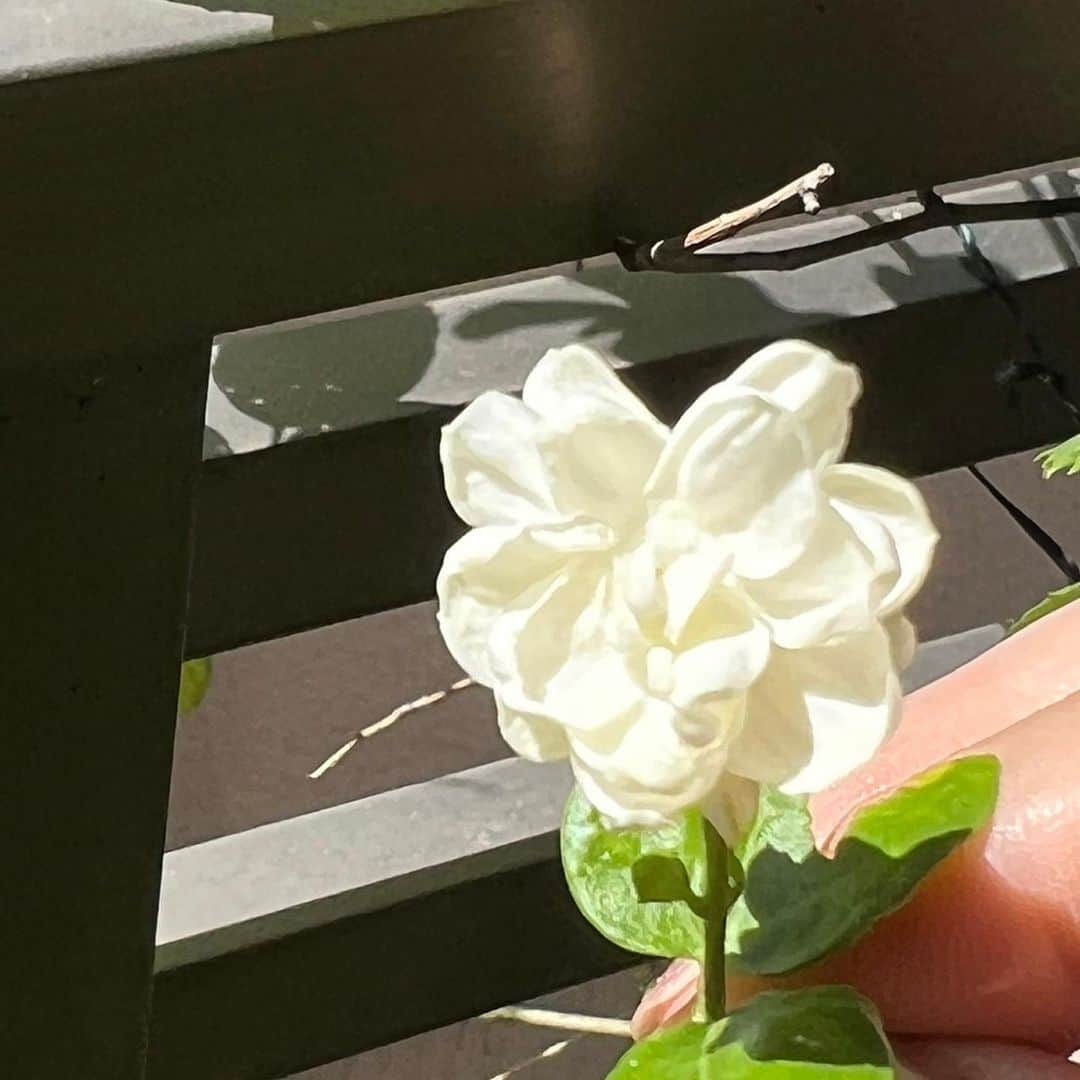 キャシー中島さんのインスタグラム写真 - (キャシー中島Instagram)「* ベランダのピカケ(八重のピカケです)が咲きました♪ 可愛いお花❣️ そしていい香り、ハワイの香りです。  今日は7の日、七奈美の写真の前に飾りました♪ 神戸のレッスンなのでお墓に行けません。 勝野パパが行ってくれました。ありがとうパパ❣️  新幹線はとっても混んでいます。 外国の方々が増えましたね。 京都で降りる方がすごく多い！ コロナ前に戻ったようです。  9月に大阪でオハナキルト展があるので フレンドシップキルトが今日からスタートです。  アメリカ、ヒューストン🇺🇸からキルト仲間のNORIちゃんが遊びにきました。 今年はヒューストンのキルトフェスティバルに行くのでよろしくね❤️  生徒さんのお孫ちゃんのためにベビーキルトをカットしてあげました。 グアバと香港オーキッドのデザインです。  元気が出る色の組み合わせね❤️  今日は御殿場キルトミュージアムの館長、Sさんのバースデーです。 ステーキハウス「心」でお祝いしました。 お誕生日おめでとう🎁🎈🎂  久しぶりに顔出しのパンチクリンさんです。 大切な仲間です。」6月7日 22時08分 - official_kathynakajima