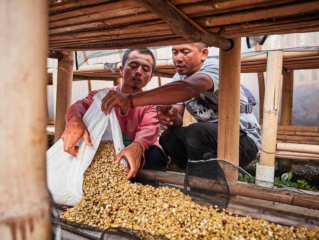 Stumptown Coffee Roastersさんのインスタグラム写真 - (Stumptown Coffee RoastersInstagram)「Indonesia Java Tenjolaya was cultivated by a group of 63 producers in the Tenjolaya Ciwidey forest block—an area designated for sustainable agriculture—near the village of Tenjolaya in the province of West Java. The Indonesian island of Java is known to be the first place where coffee was cultivated in the country.   In many parts of Indonesia, particularly Sumatra, coffee is processed using a traditional wet-hulling method. By contrast, Java Tenjolaya is fully washed, highlighting unique cup characteristics and showcasing notes of fresh blackberry, molasses, and exceptional honeyed sweetness.   We first started purchasing coffee from this group in 2018, and we’re thrilled to offer a washed Java coffee again as a single origin! ❤️」6月7日 22時08分 - stumptowncoffee