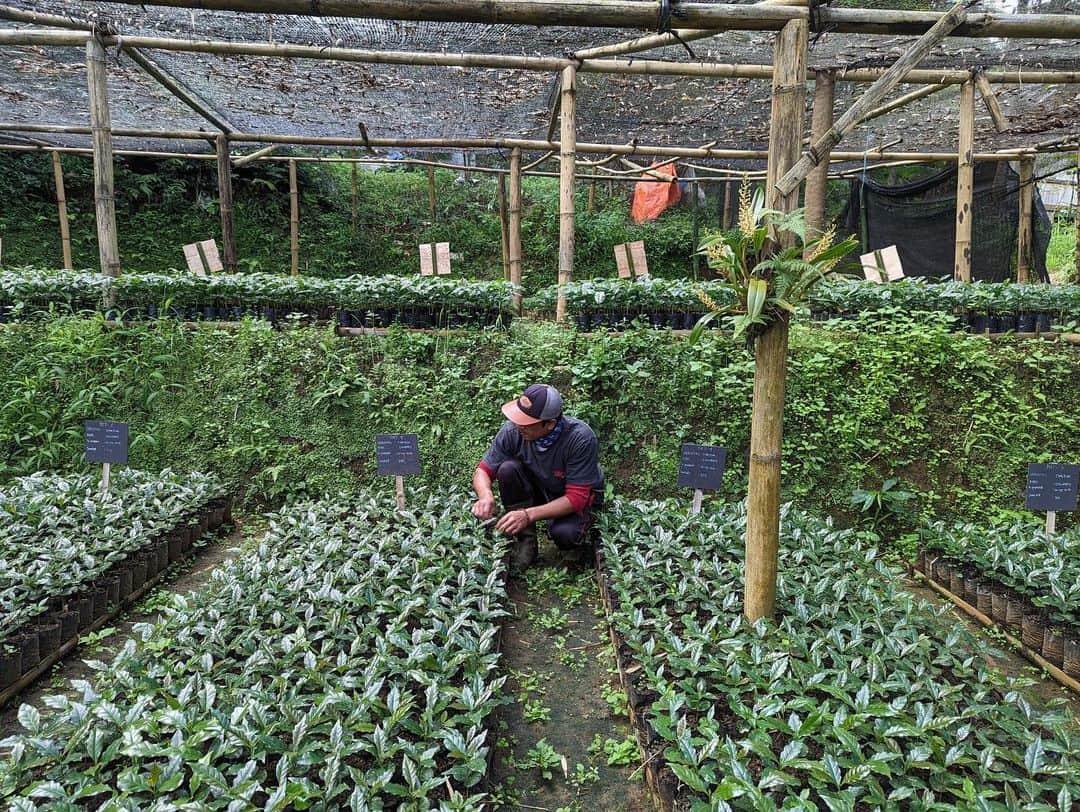Stumptown Coffee Roastersのインスタグラム：「Indonesia Java Tenjolaya was cultivated by a group of 63 producers in the Tenjolaya Ciwidey forest block—an area designated for sustainable agriculture—near the village of Tenjolaya in the province of West Java. The Indonesian island of Java is known to be the first place where coffee was cultivated in the country.   In many parts of Indonesia, particularly Sumatra, coffee is processed using a traditional wet-hulling method. By contrast, Java Tenjolaya is fully washed, highlighting unique cup characteristics and showcasing notes of fresh blackberry, molasses, and exceptional honeyed sweetness.   We first started purchasing coffee from this group in 2018, and we’re thrilled to offer a washed Java coffee again as a single origin! ❤️」