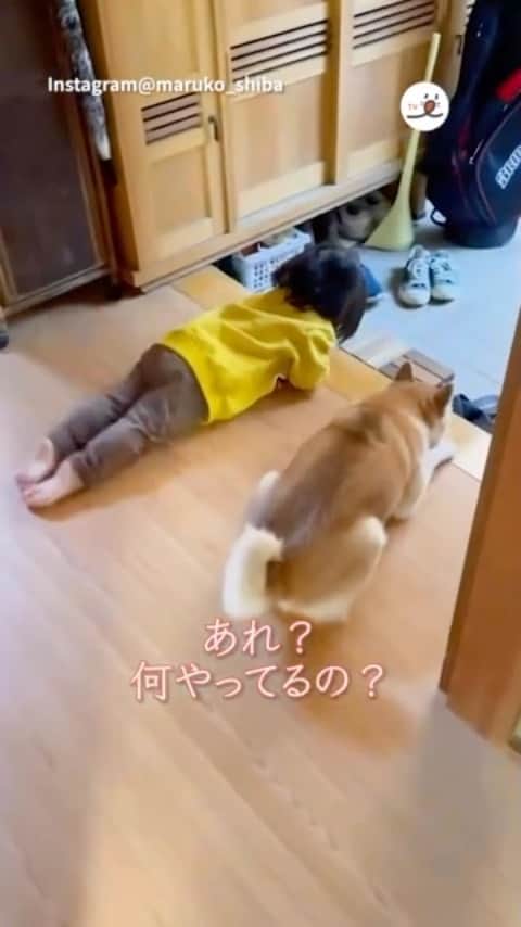PECO いぬ部のインスタグラム：「▼▽▼▽▼ ／ 「お父さん待ってるの♡」 ＼ ㅤㅤ 今回素敵な投稿してくださったのは… @maruko_shiba さん（まるこちゃん） 他にも素敵なお写真がたくさんあるので ぜひ遊びに行ってみてね♪ ㅤㅤ ㅤㅤ ㅤㅤ 〖 #pecoいぬ部（ #ペコねこ部 ） 〗をつけてご投稿いただくと PECOのSNSで楽しくご紹介させていただきます😋 フォロー&コメントお待ちしています✨ ㅤㅤ ㅤㅤ  ============================== @pecodogs（ #pecocats ）☚YouTubeでも可愛いワンコ（ニャンコ）紹介中🐶💕 ==============================  #犬のいる暮らし #犬部 #犬好きな人と繋がりたい #dogstagram #doglover #멍스타그램 #개스타그램 #ふたり一緒 #こどもとワンコ #柴犬 #柴 #まき尾組 #shibainu #shiba #shibast」