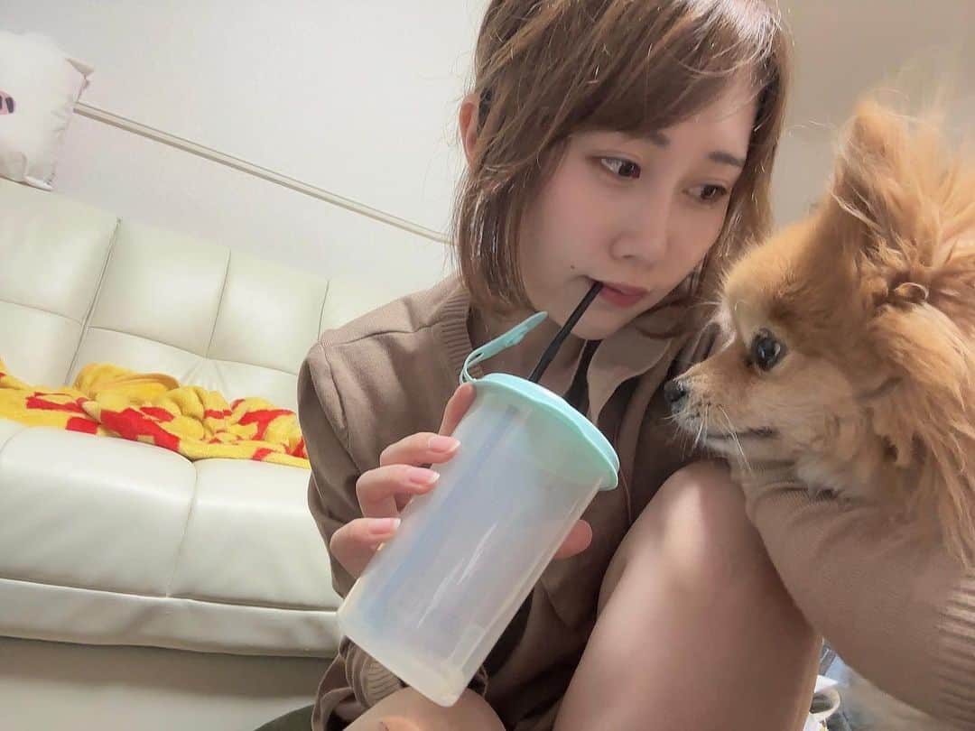 釘町みやびのインスタグラム：「🚰  お水、飲んでるだけなのに...  ぽぽがぐいぐい来る...！！！  仲良しなんだけど、、 ちょっと、腕にめり込みすぎです🥹笑  ． ．  #いぬのきもち  #犬のいる暮らし  #ポメラニアン  #おうち時間  #なかよし  #もふもふ  #いぬすたぐらむ  #dogsofinstagram  #dogoftheday  #fyp」