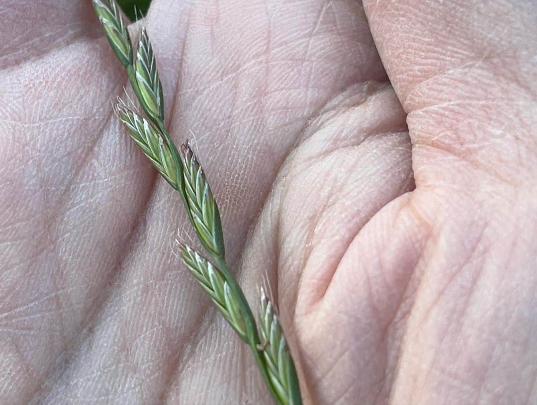 内澤旬子さんのインスタグラム写真 - (内澤旬子Instagram)「ネズミムギの穂を美味そうに頬張るので、ネズミムギだけを選り分けて刈ってきてしまいます。手刈りならではで、草地は全然綺麗にならないのでした。」6月7日 23時33分 - riprigandpanic