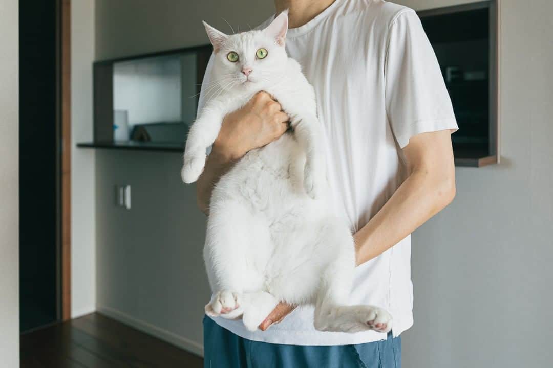 浅野真澄のインスタグラム：「今日の写真：  アビちゃんをリビングに放鳥するべく、くつろいでいたところを抱き抱えられ、移動させられるおもち。  4匹の猫たちは、アビちゃんをケージから出すあいだ、違う部屋に行ってもらうことにしているのですが、おもちはいつもちょっと不本意そうな顔をするので、それが可愛くて、ぱちり。  ちなみにおもち、体重約5キロ。  こうしてみると、おっきいなあ。  #保護猫 #保護猫との暮らし #保護猫里親 #保護猫部 #catstagram_japan #catoftheday #rescuecats #rescuecatsofinstagram #猫多頭飼い #catstagram #保護猫出身 #猫のいる暮らし #保護猫を家族に #rescuecat」
