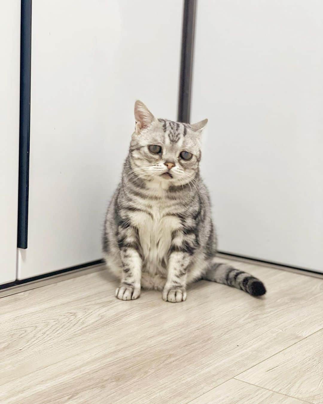 ルフさんのインスタグラム写真 - (ルフInstagram)「#luhu:”i always have sight problems,this time is same with usual i can heard flys but i can’t see where is it…😞😞” - - #cat #luhu #cute #sadface #sadcat #angel #adorable #lovely」6月7日 23時52分 - lanlan731