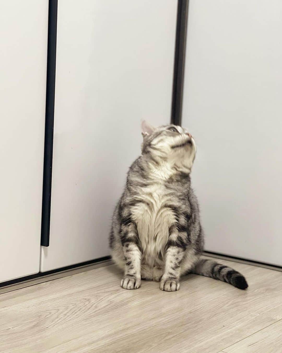 ルフさんのインスタグラム写真 - (ルフInstagram)「#luhu:”i always have sight problems,this time is same with usual i can heard flys but i can’t see where is it…😞😞” - - #cat #luhu #cute #sadface #sadcat #angel #adorable #lovely」6月7日 23時52分 - lanlan731