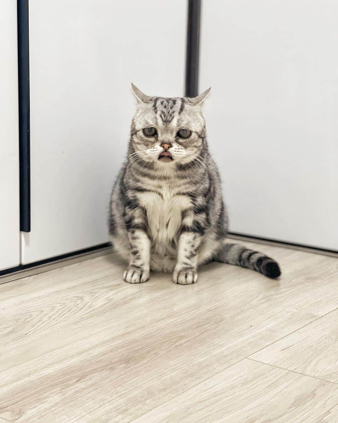 ルフさんのインスタグラム写真 - (ルフInstagram)「#luhu:”i always have sight problems,this time is same with usual i can heard flys but i can’t see where is it…😞😞” - - #cat #luhu #cute #sadface #sadcat #angel #adorable #lovely」6月7日 23時52分 - lanlan731