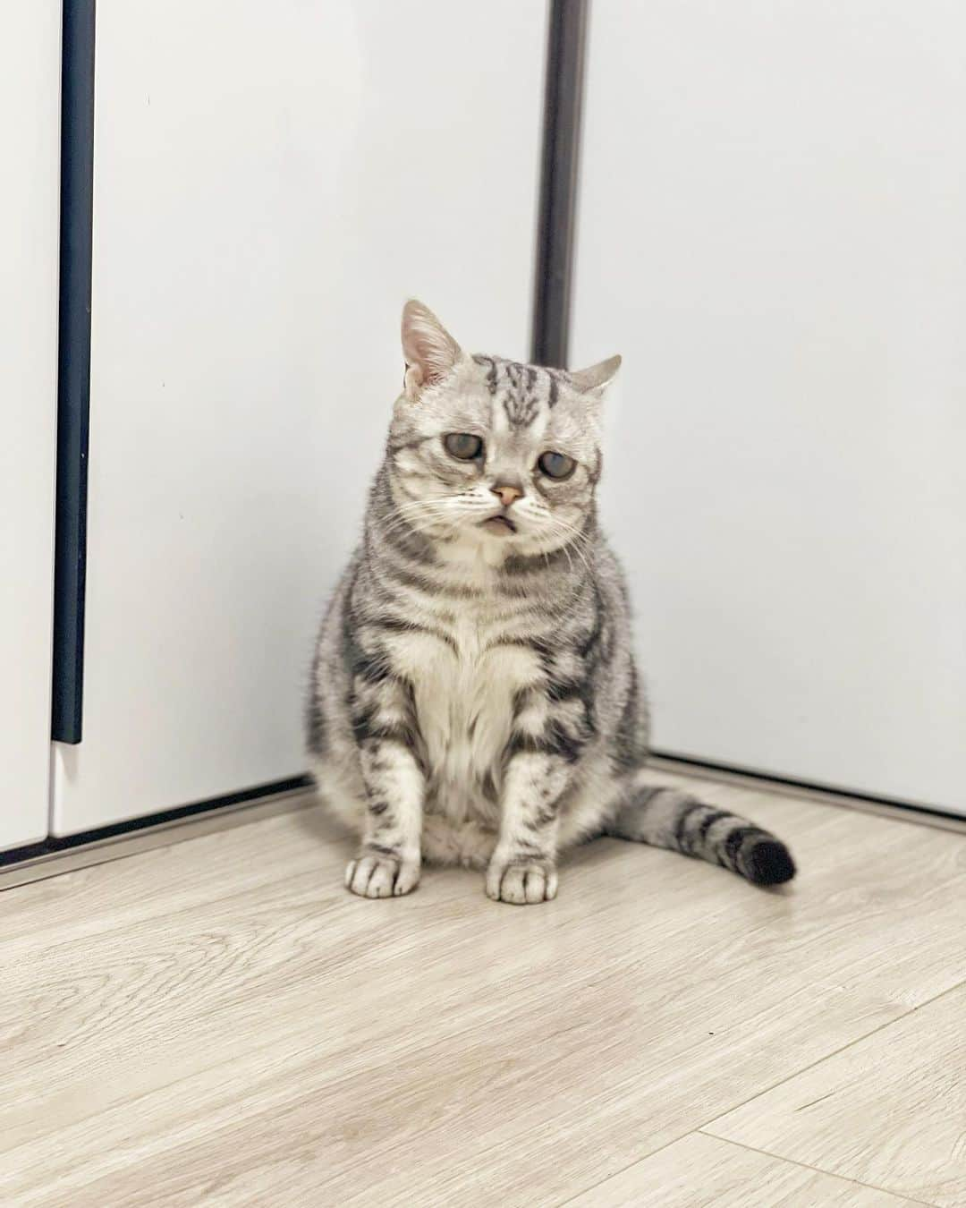 ルフのインスタグラム：「#luhu:”i always have sight problems,this time is same with usual i can heard flys but i can’t see where is it…😞😞” - - #cat #luhu #cute #sadface #sadcat #angel #adorable #lovely」