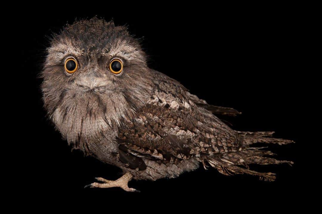 Joel Sartoreさんのインスタグラム写真 - (Joel SartoreInstagram)「The tawny frogmouth may be small, but this bird is full of personality. Categorized as a “false owl” because of its owl- like body and frog-like mouth, this bird, found throughout Australia, has a look like no other. During the day, they sleep in the trees, perfectly positioning their bodies to mimic tree branches, providing protection from predators. When the sun goes down, the tawny frogmouths come to life, hunting everything from nocturnal insects to small mammals, reptiles, frogs and birds. Most of the bird’s prey is obtained by pouncing to the ground from an elevated perch, while some prey items, such as moths, are caught in flight. Photo taken @fortworthzoo.  #frogmouth #tawny #bird #wildlife #photography #PhotoArk @insidenatgeo」6月7日 23時54分 - joelsartore