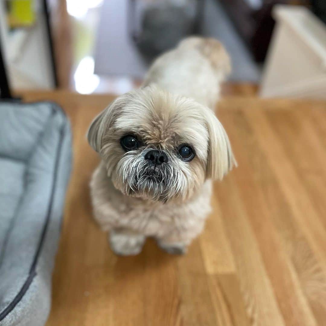 Dougie the Shih Tzuのインスタグラム：「Sea salt caramel.」