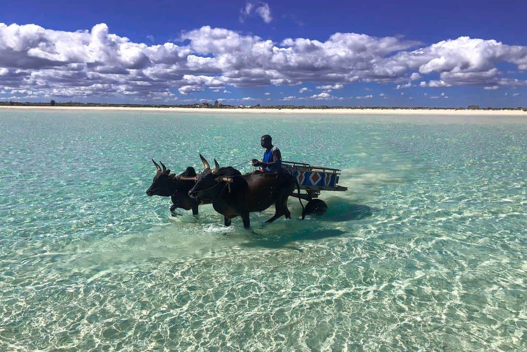 アリサ・ラモスさんのインスタグラム写真 - (アリサ・ラモスInstagram)「Madagascar was one of the most extreme adventures I’ve done, because it took us to the most remote areas of the island country that are a bit trecherous and dangerous to get to…but also the most beautiful and untouched 😻  While most people who visit go to Baobab Alley and Nosy Be for beaches, I was basically told to “just trust us for a true adventure” and YUP that was accurate!  The areas I went to in western Madagascar had no other visitors. The places we stayed at were just us. I saw ancient baobab trees most people will never see, as well as the last indigenous nomadic tribe of Madagascar who still prefer minimal interaction with other people, and live off the land with no constructed shelter or clothing. That’s one of my favorite memories because it is only in my mind, I didn’t take any photos or videos out of respect for them.  I saw pristine, CLEAN, healthy beaches, thriving from lack of tourism. And also the sad reality of the harsh treatment of locals in sapphire mines.   I told the company that was generous enough to send me on this epic adventure that I’d be back. See ya in 2024! We have 1 spot left on the trip, DM for info!  PS if you enjoy my narrative travel stories, I have a few posts on my blog like that (that will eventually be turned into a book) and Madagascar is one of them! Just type it in on the search bar!  Oh and also that last video is an example of how we had to get to one of our accommodations… 😂  Have you seen these parts of Madagascar before?  #mylifesatravelmovie #adventuretravel #adventureseeker #madagascar #baobabtree #baobab #solofemaletravel #wanderlust #girlswhodrone」6月8日 0時59分 - mylifesatravelmovie