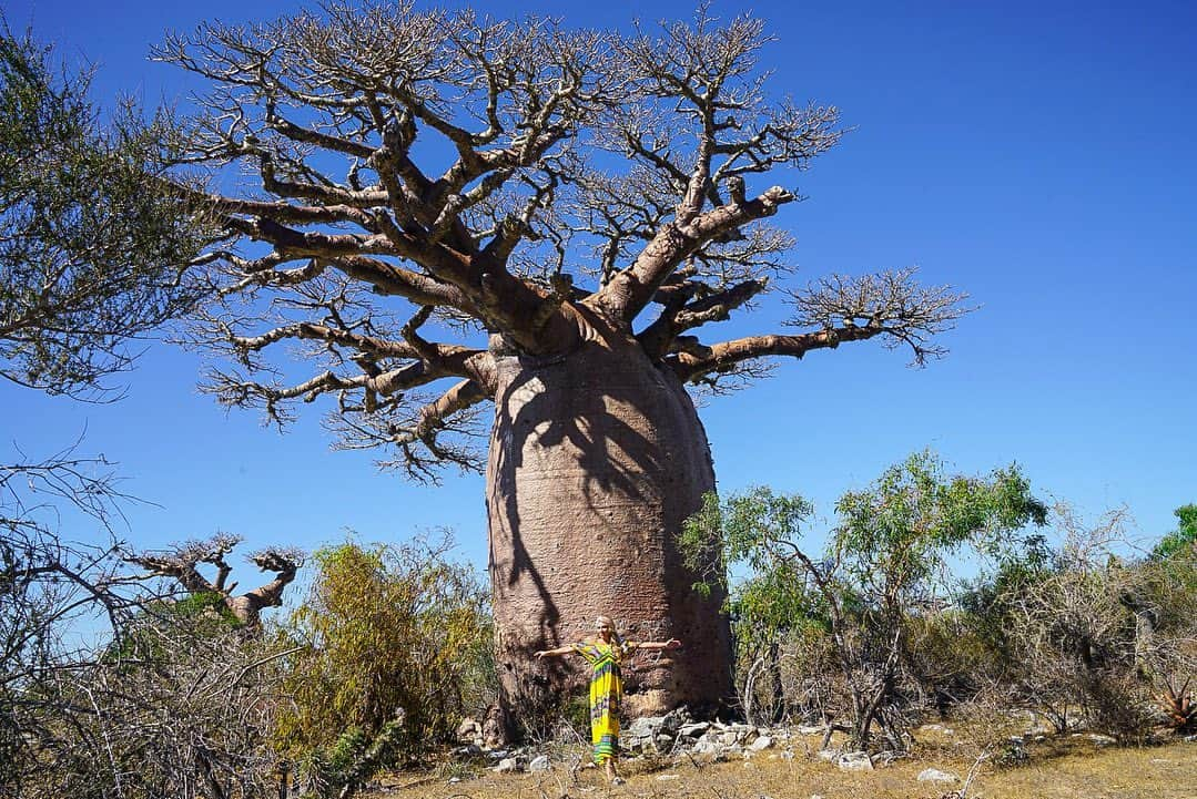 アリサ・ラモスさんのインスタグラム写真 - (アリサ・ラモスInstagram)「Madagascar was one of the most extreme adventures I’ve done, because it took us to the most remote areas of the island country that are a bit trecherous and dangerous to get to…but also the most beautiful and untouched 😻  While most people who visit go to Baobab Alley and Nosy Be for beaches, I was basically told to “just trust us for a true adventure” and YUP that was accurate!  The areas I went to in western Madagascar had no other visitors. The places we stayed at were just us. I saw ancient baobab trees most people will never see, as well as the last indigenous nomadic tribe of Madagascar who still prefer minimal interaction with other people, and live off the land with no constructed shelter or clothing. That’s one of my favorite memories because it is only in my mind, I didn’t take any photos or videos out of respect for them.  I saw pristine, CLEAN, healthy beaches, thriving from lack of tourism. And also the sad reality of the harsh treatment of locals in sapphire mines.   I told the company that was generous enough to send me on this epic adventure that I’d be back. See ya in 2024! We have 1 spot left on the trip, DM for info!  PS if you enjoy my narrative travel stories, I have a few posts on my blog like that (that will eventually be turned into a book) and Madagascar is one of them! Just type it in on the search bar!  Oh and also that last video is an example of how we had to get to one of our accommodations… 😂  Have you seen these parts of Madagascar before?  #mylifesatravelmovie #adventuretravel #adventureseeker #madagascar #baobabtree #baobab #solofemaletravel #wanderlust #girlswhodrone」6月8日 0時59分 - mylifesatravelmovie