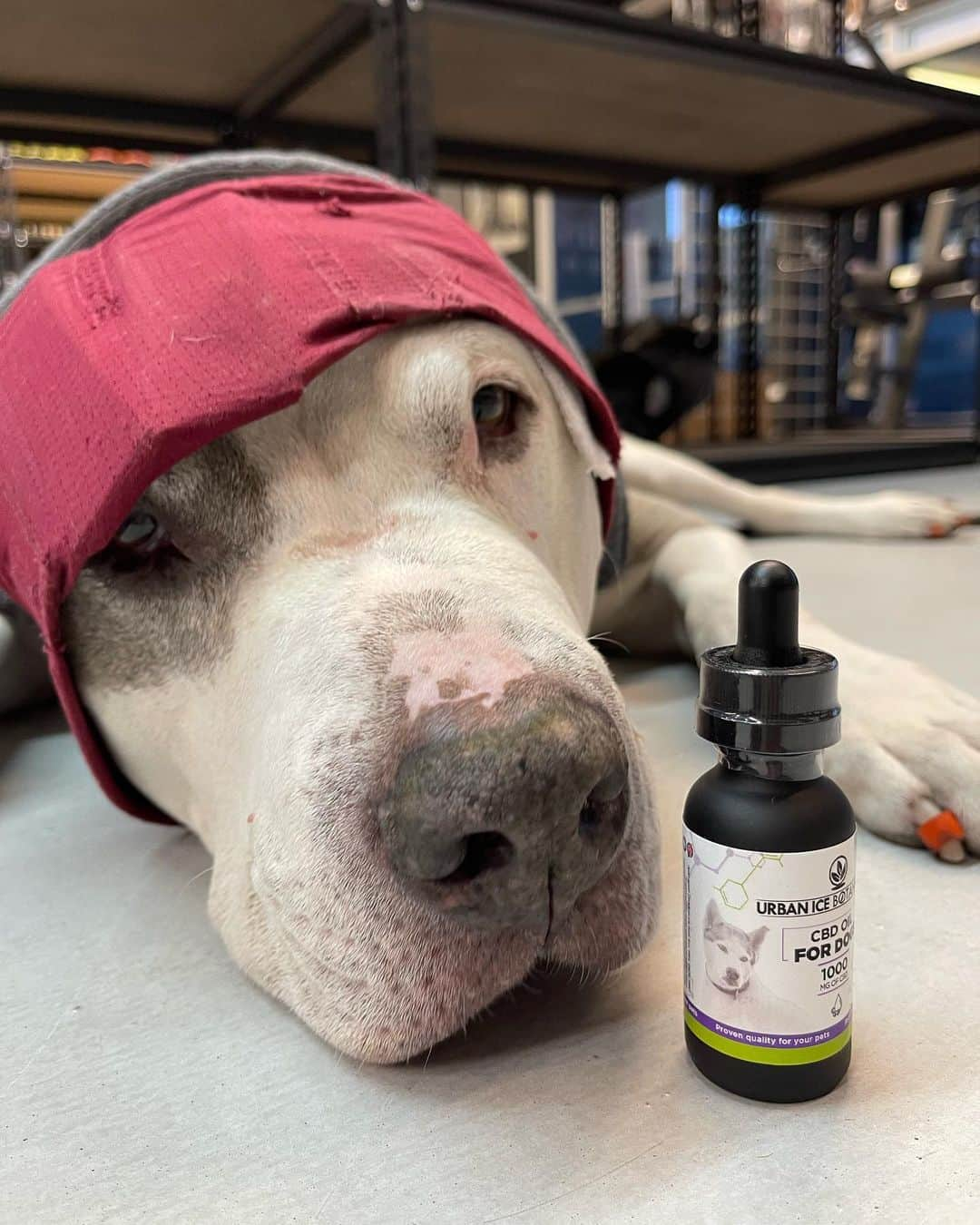 Hidetada Yamagishiさんのインスタグラム写真 - (Hidetada YamagishiInstagram)「@urbanicebotanicals has a product for  our furry  Friendly pets and all walks a life rather it’s pain relief, energy driven or simple trying to shut down and rest at the end of your day. Kindly, log onto the Official website grab any and all your preferred products,  for yourself and your pet. Plant based is great start to improving your Lifestyle… www.urbanicebotanicals.com Tail-waggin' wellness for your furry best friend! Urban Ice Botanicals' CBD Oil for dogs ensures that your four-legged family members stay happy, healthy and relaxed. Give your pup the gift of holistic healing today!  Disclaimer: Keep out of reach of children. These products are only for adults 21 years of age and older. Use with caution. Consult a physician prior to use. -  #gym #fitness #bodybuilding #fit #workout #fitnessmotivation #motivation #gymmotivation #gymlife #lifestyle #instagood #training #fitfam #muscle #love #personaltrainer #healthylifestyle #health #instagram #healthy #model #fitnessmodel #sport #exercise #photography #fashion #weightloss #follow #like #crossfit」6月8日 2時17分 - hideyamagishi